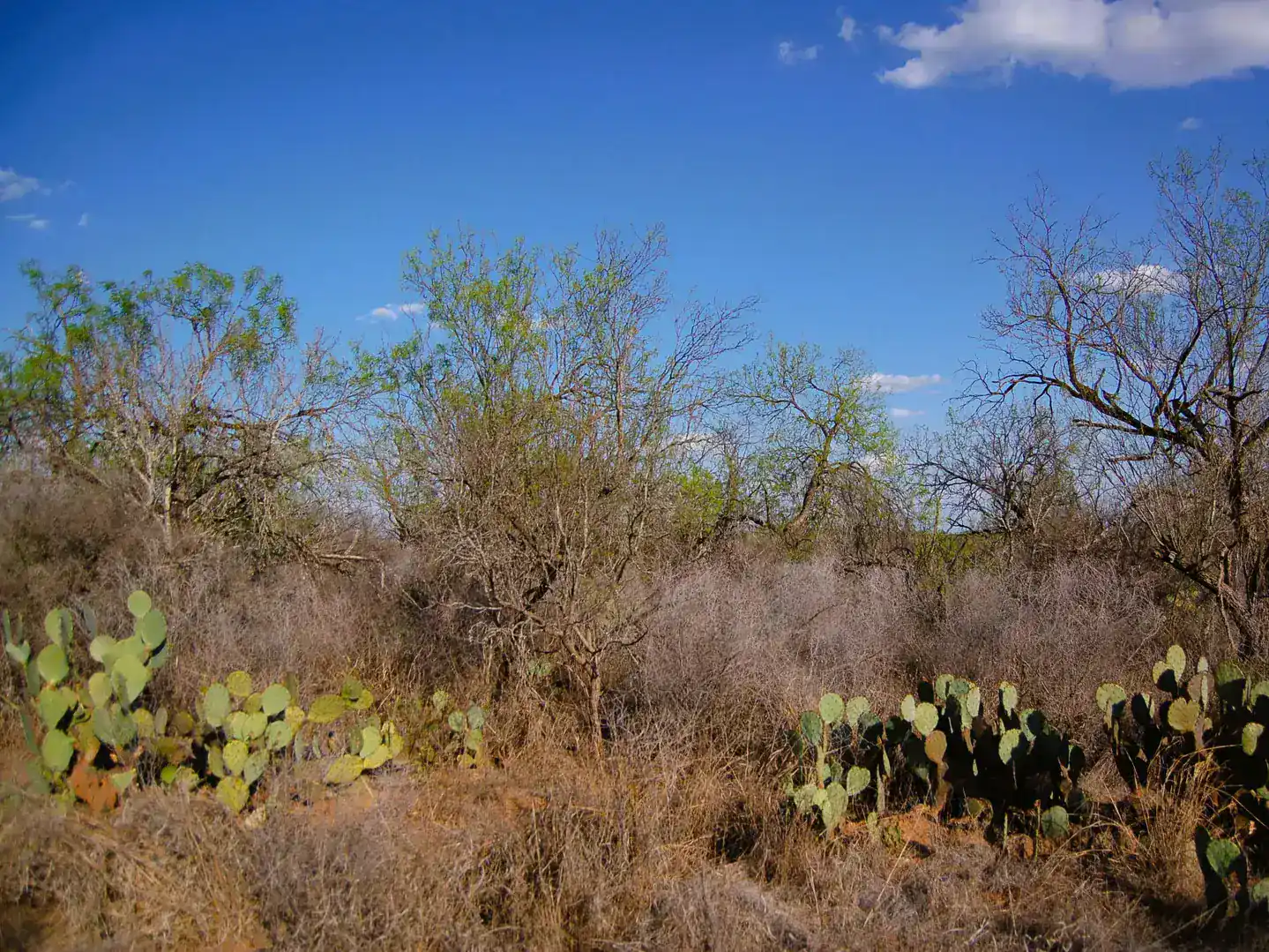 Fm 126 Carrizo Springs TX 78834