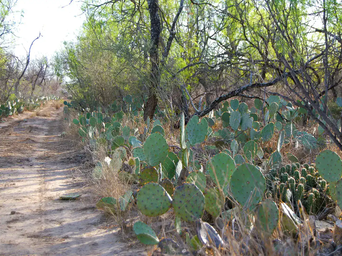 Fm 126 Carrizo Springs TX 78834