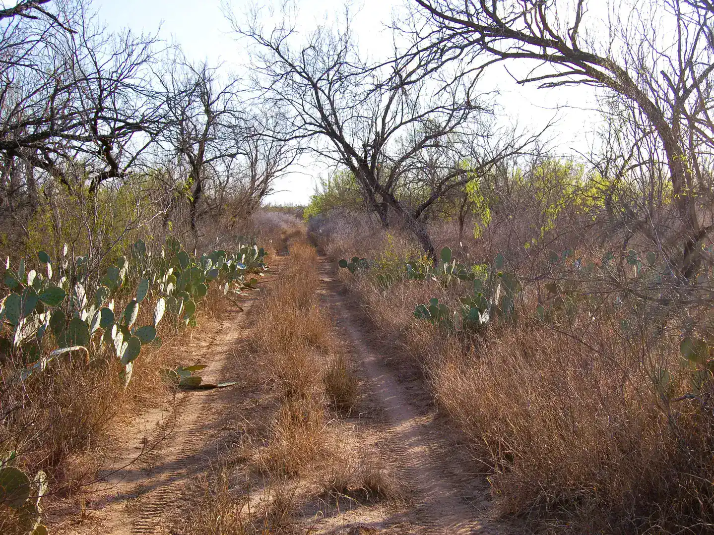 Fm 126 Carrizo Springs TX 78834