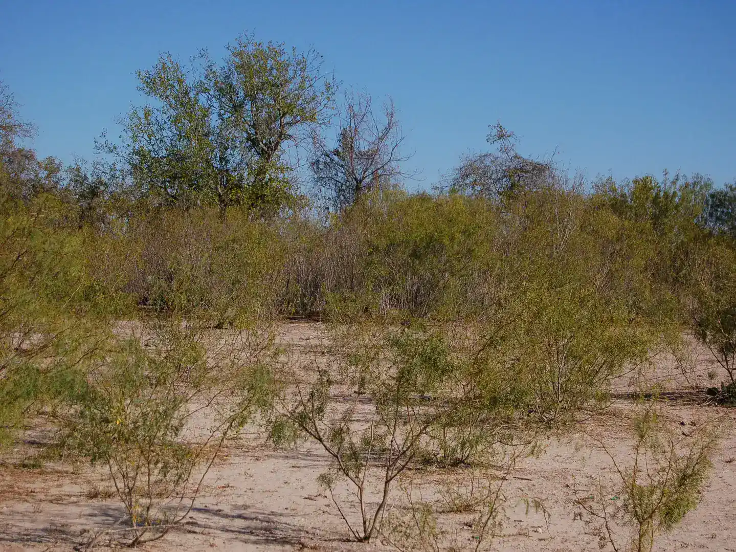 Fm 126 Carrizo Springs TX 78834