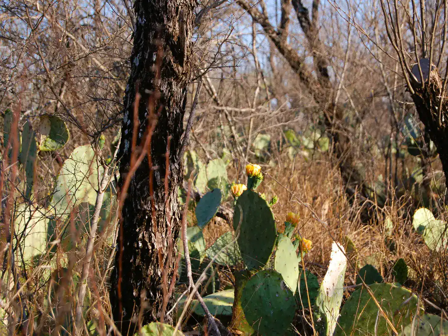 Fm 126 Carrizo Springs TX 78834