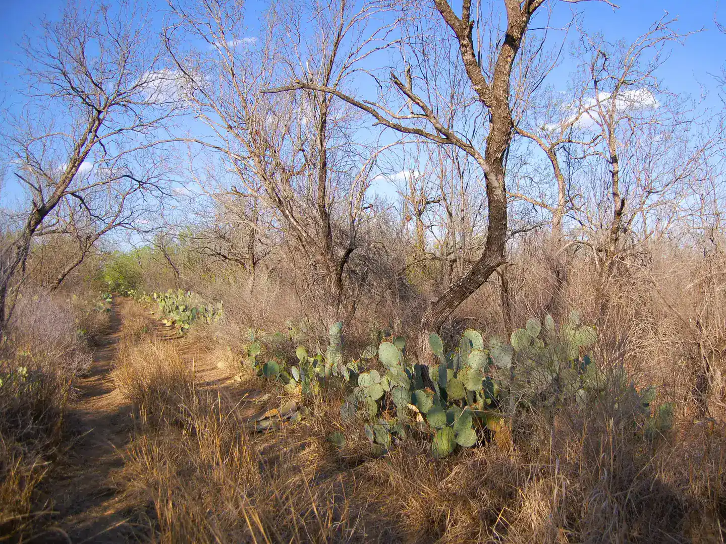 Fm 126 Carrizo Springs TX 78834