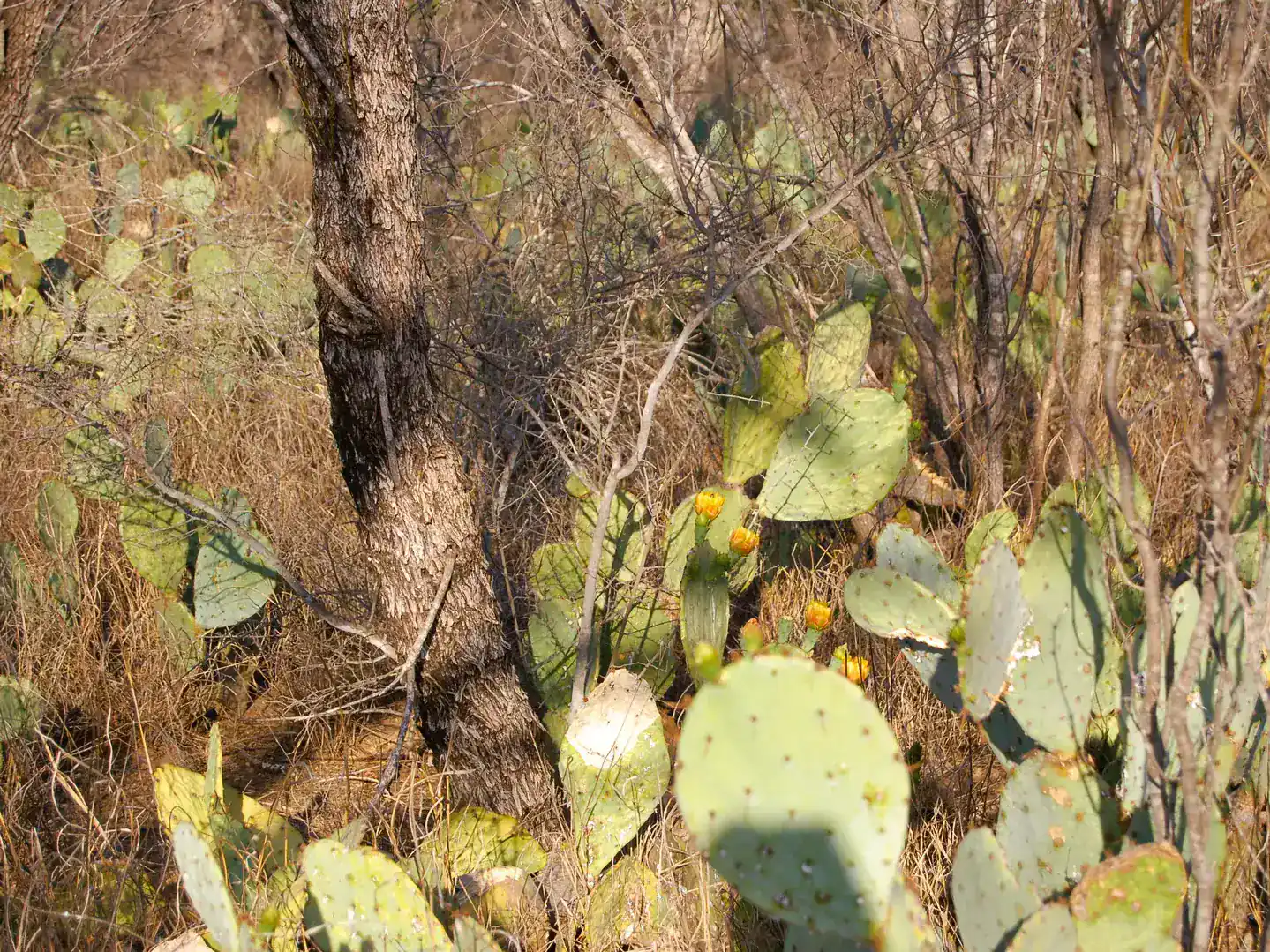 Fm 126 Carrizo Springs TX 78834