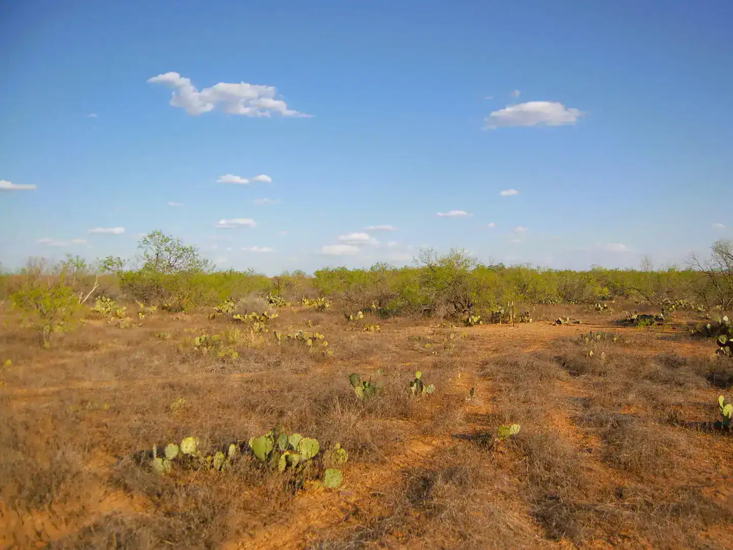 Fm 126 Carrizo Springs TX 78834