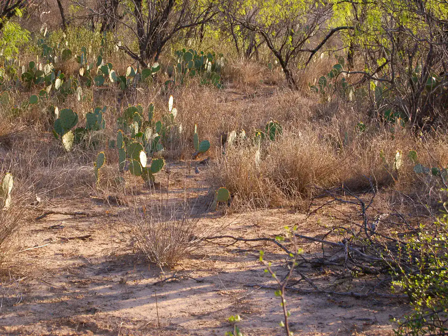 Fm 126 Carrizo Springs TX 78834