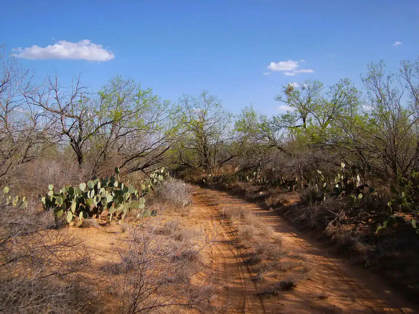 Fm 126 Carrizo Springs TX 78834