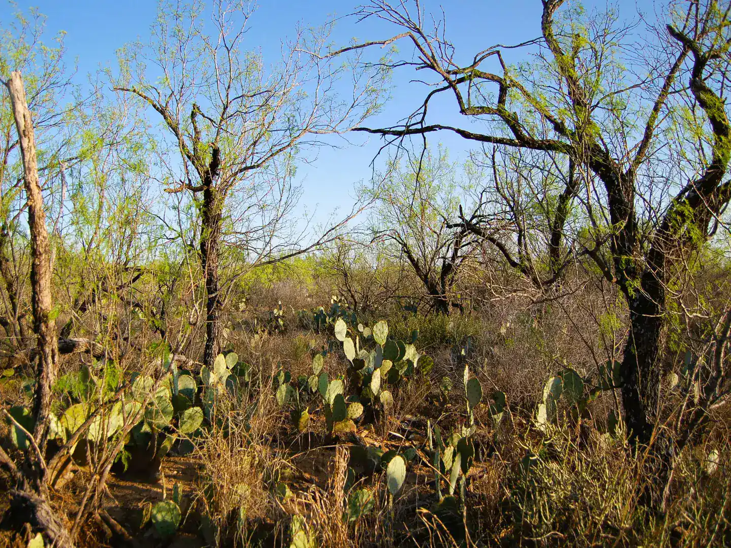 Fm 126 Carrizo Springs TX 78834