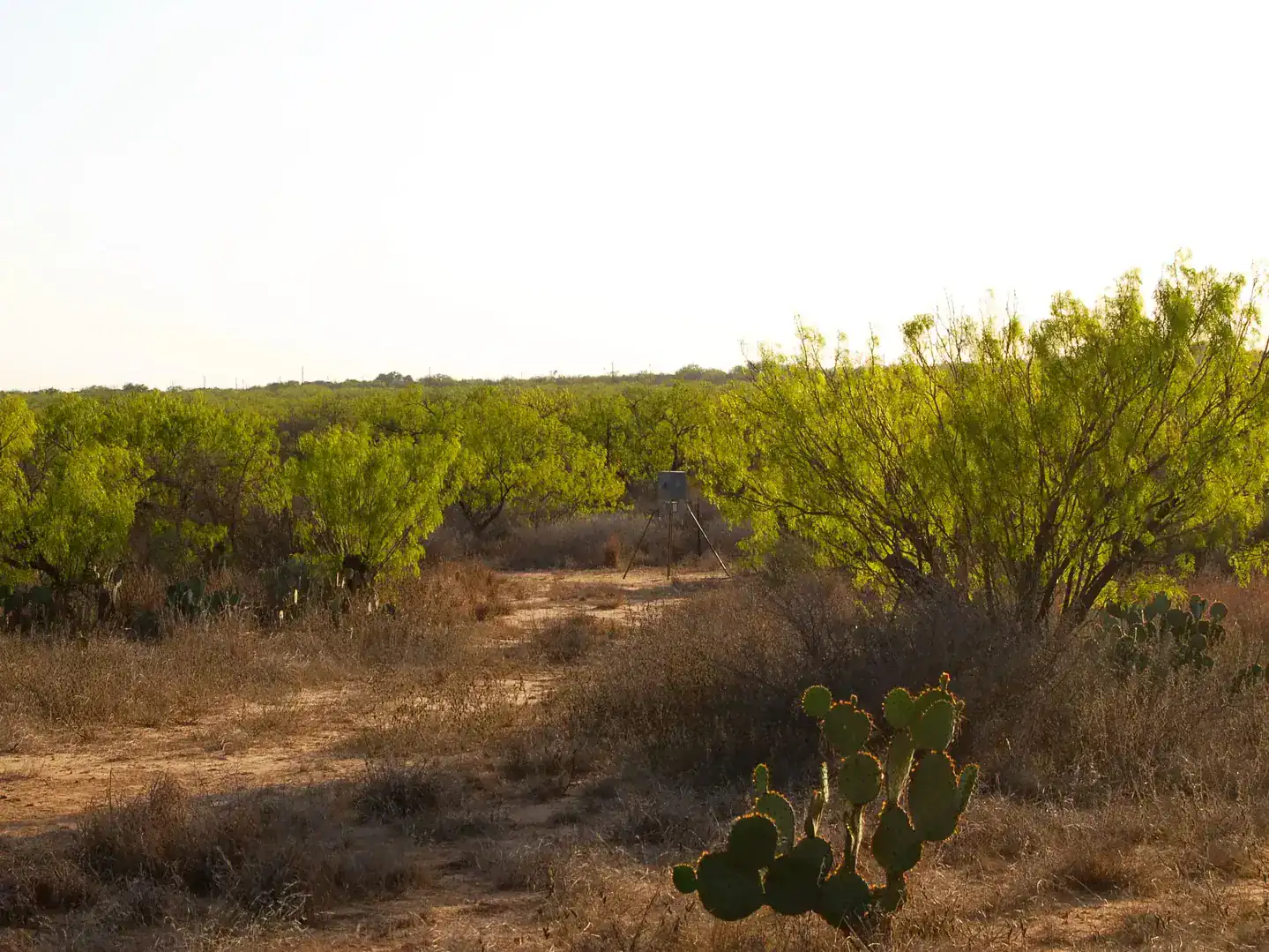 Fm 126 Carrizo Springs TX 78834