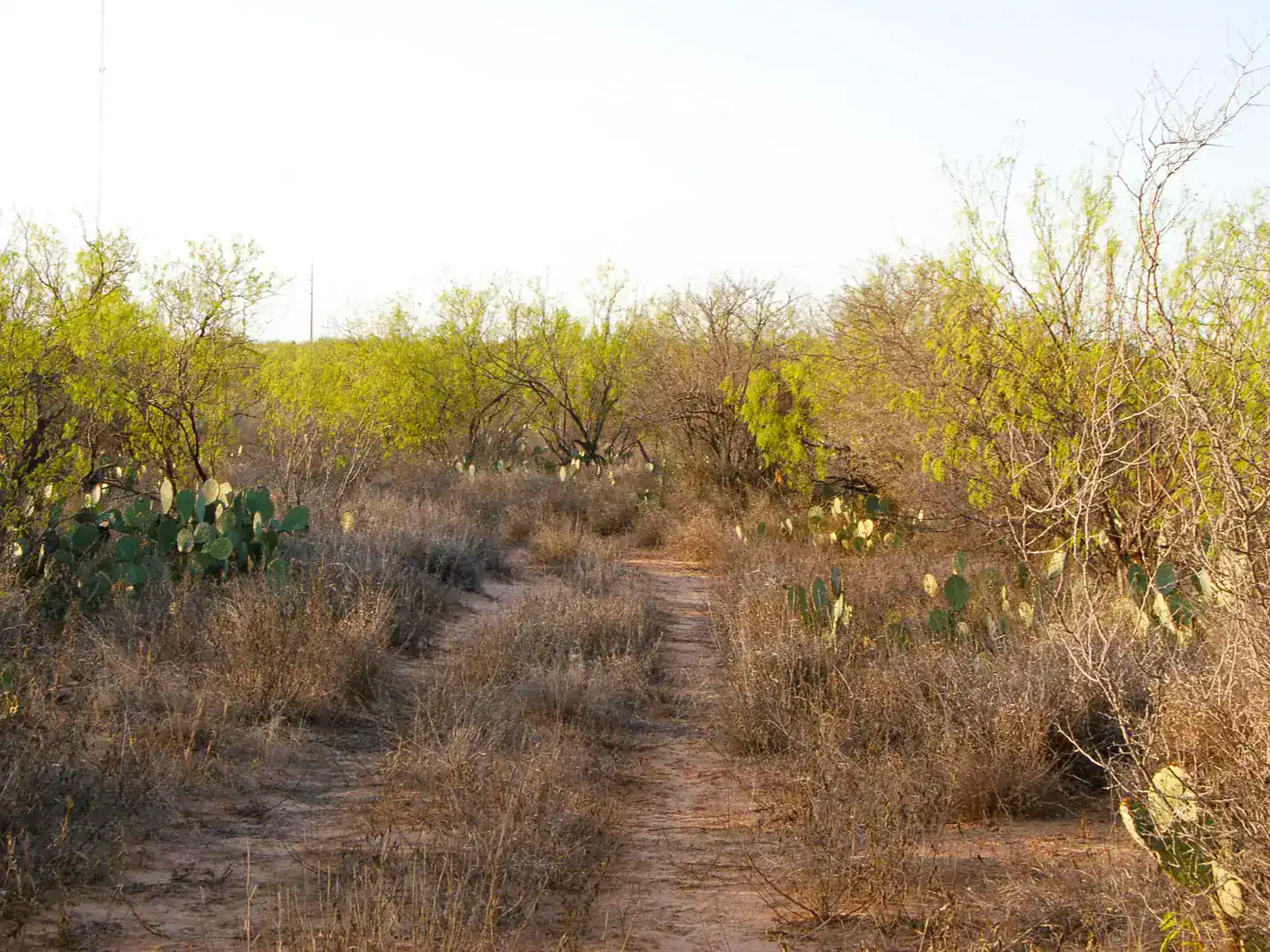 Fm 126 Carrizo Springs TX 78834