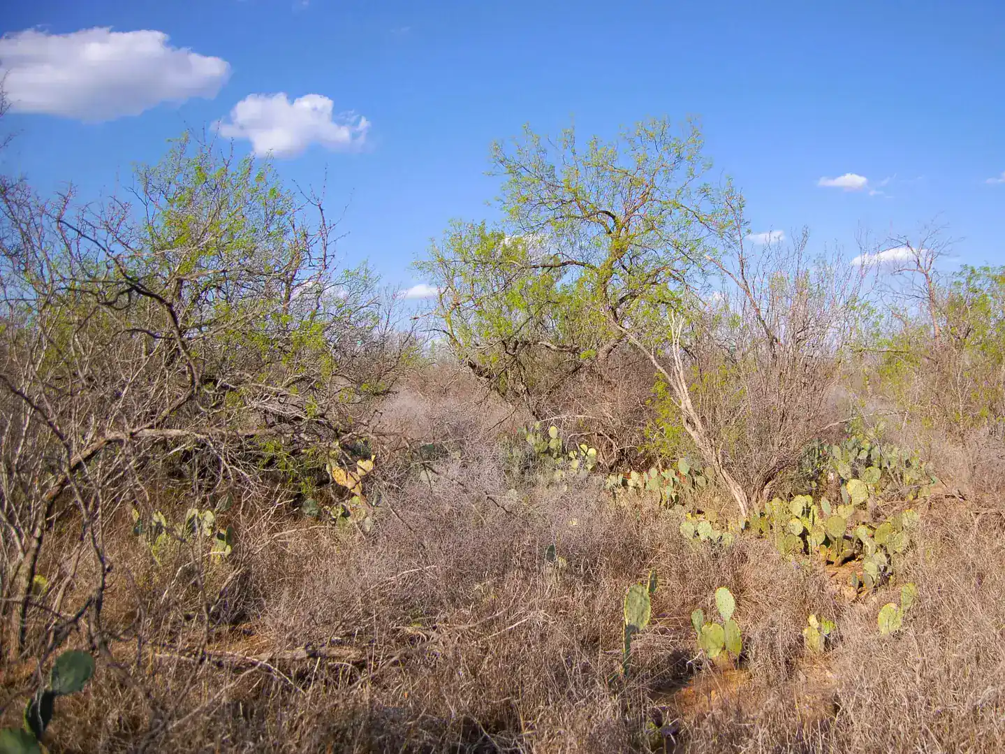 Fm 126 Carrizo Springs TX 78834
