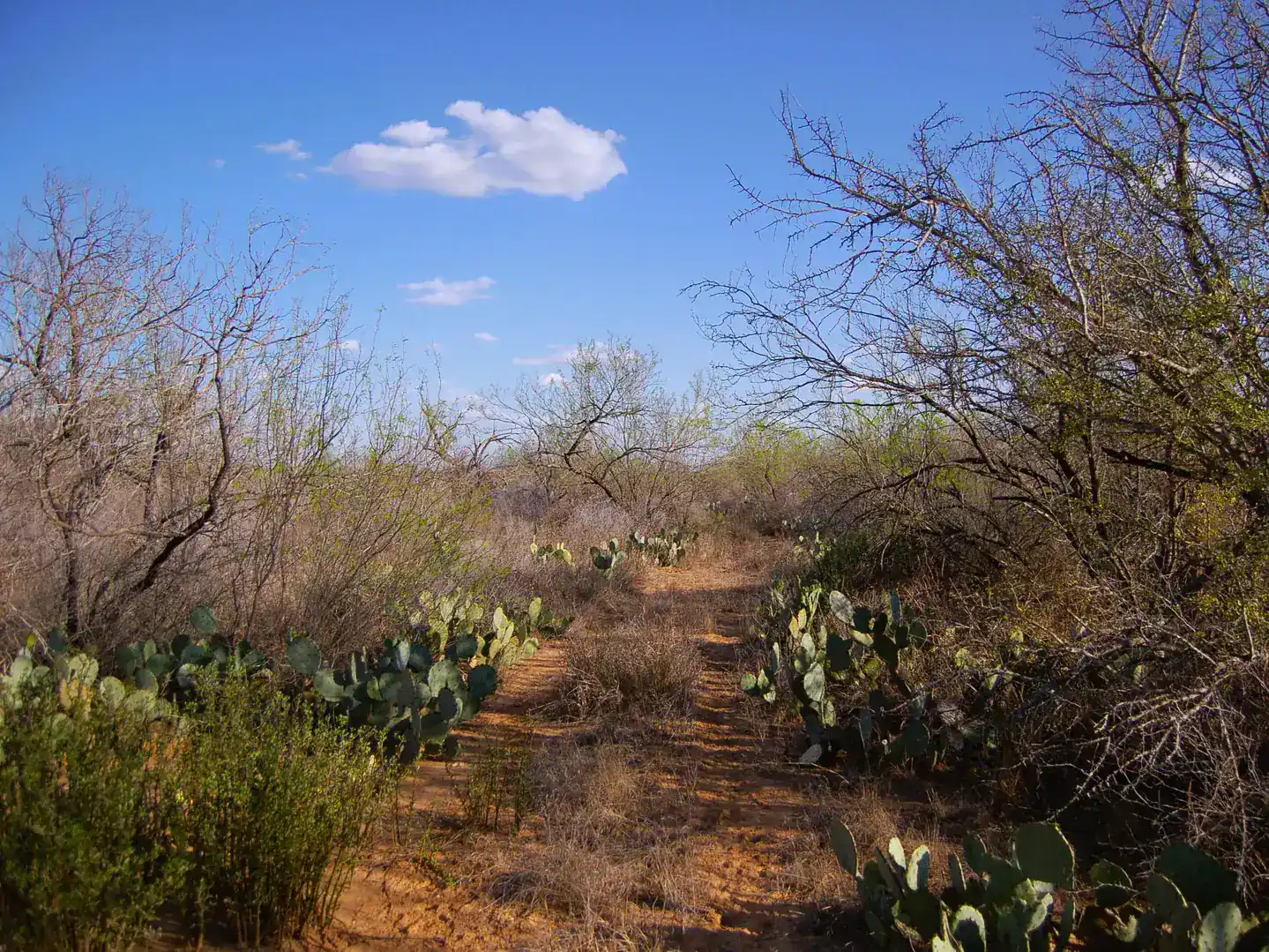 Fm 126 Carrizo Springs TX 78834
