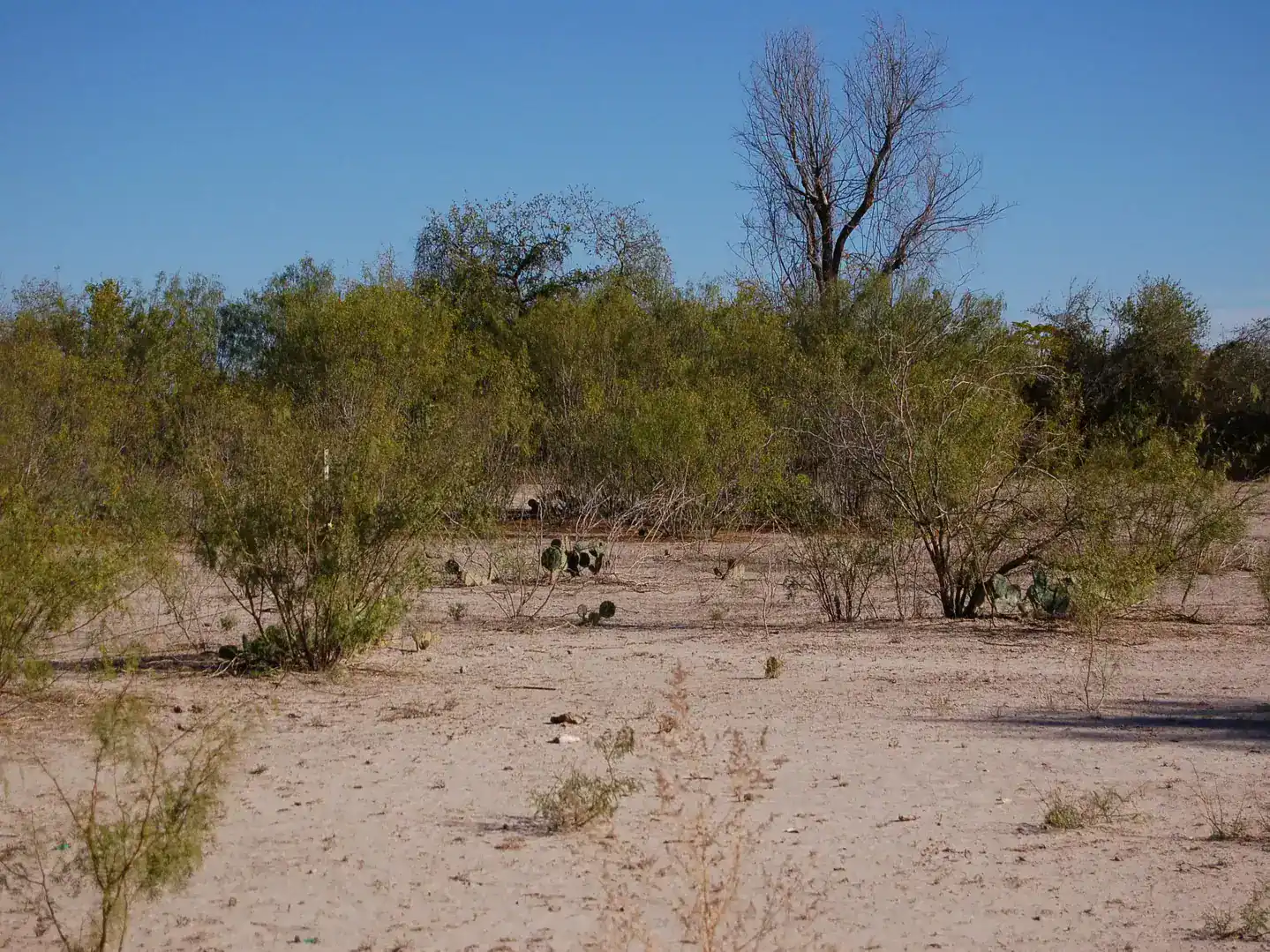 Fm 126 Carrizo Springs TX 78834