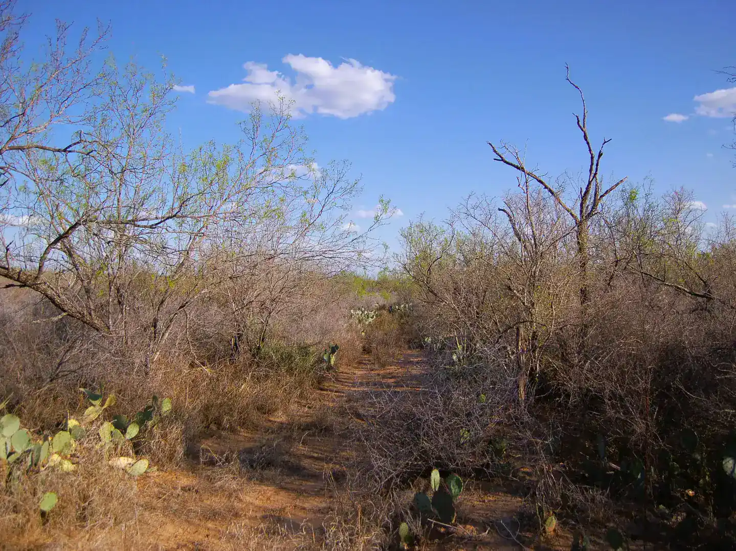Fm 126 Carrizo Springs TX 78834