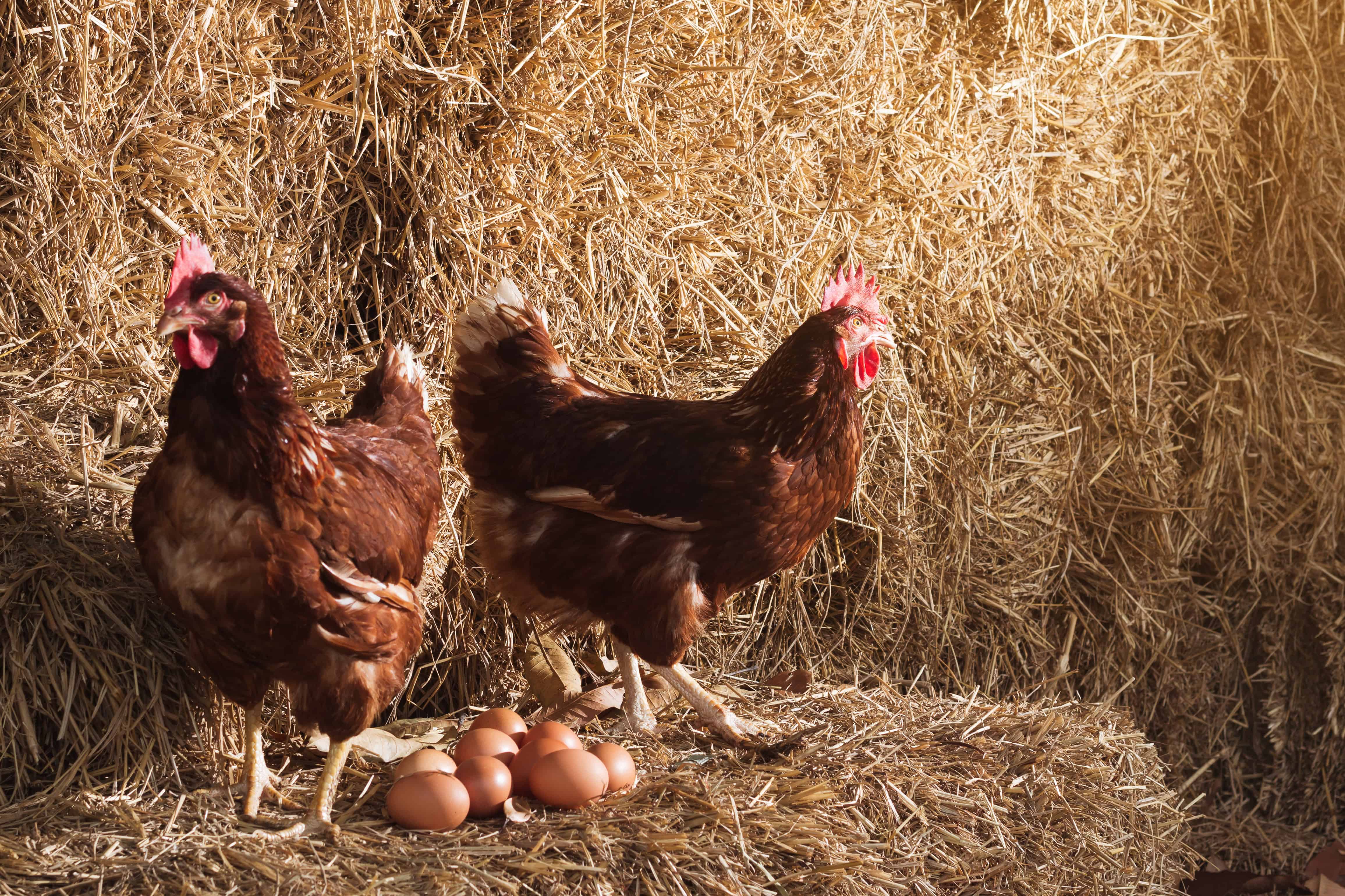 Broiler Breeder Quota AB T0B 3L0