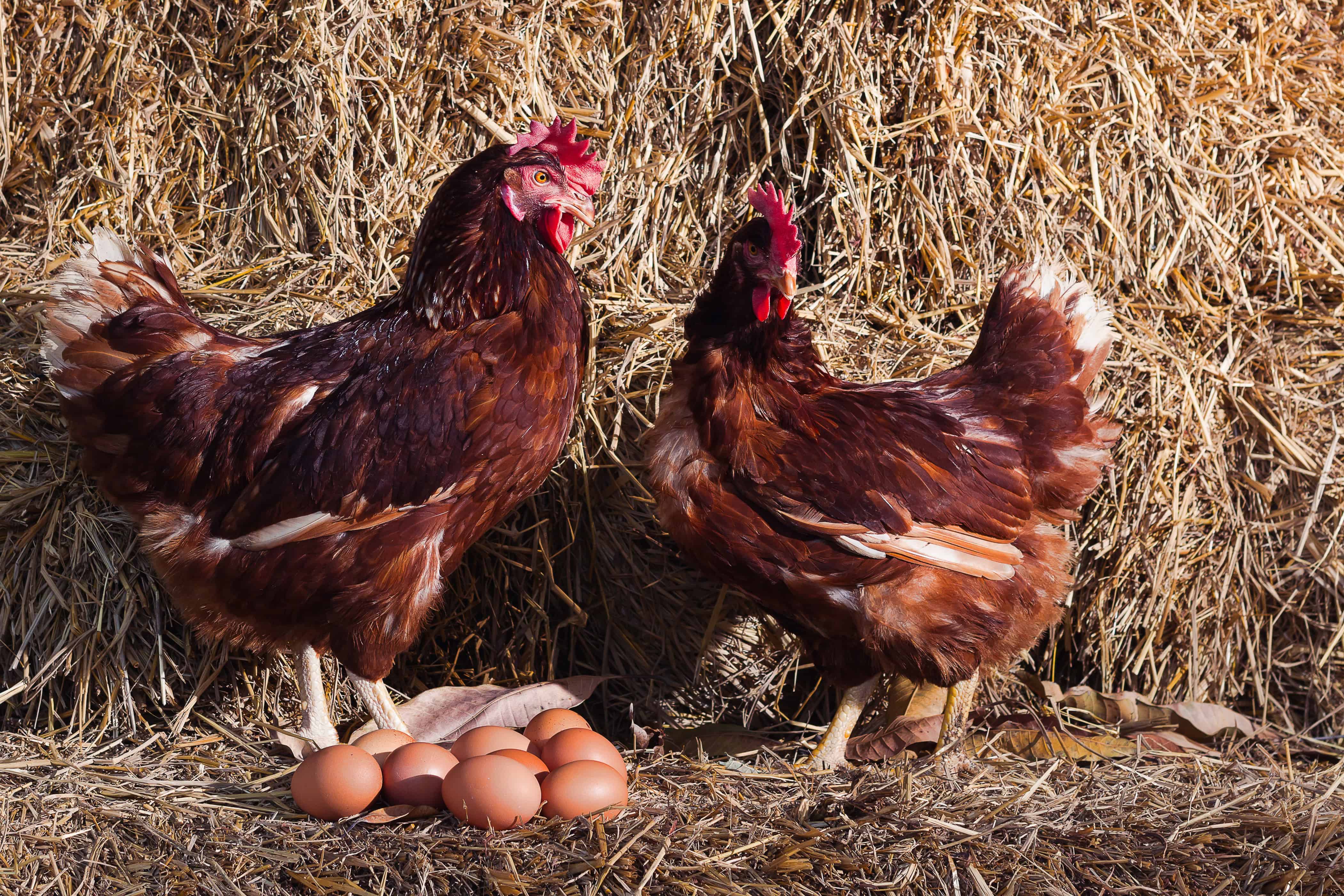 Broiler Breeder Quota AB T0B 3L0