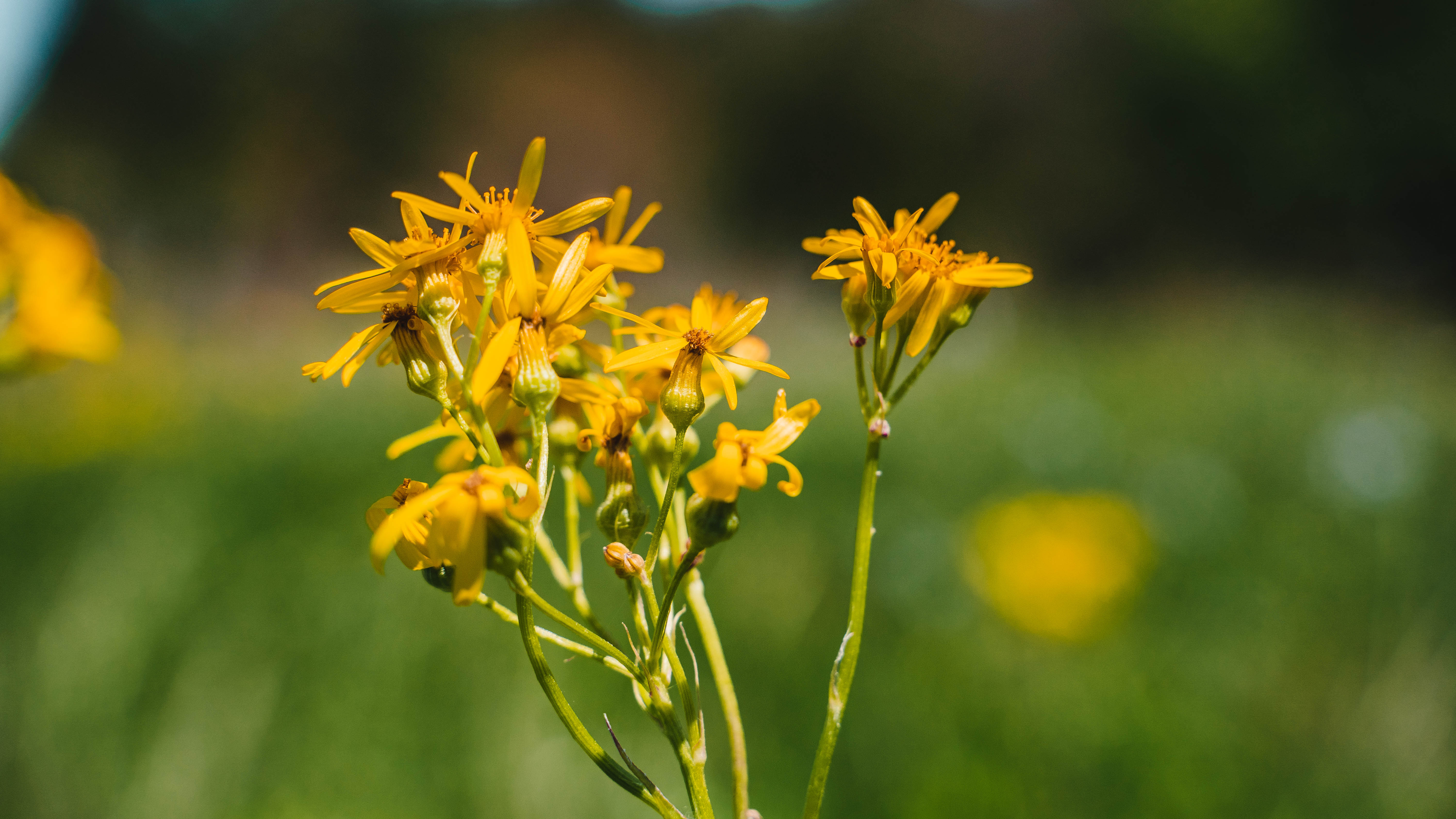 Smith County, Tyler, TX West and Swope Ranches