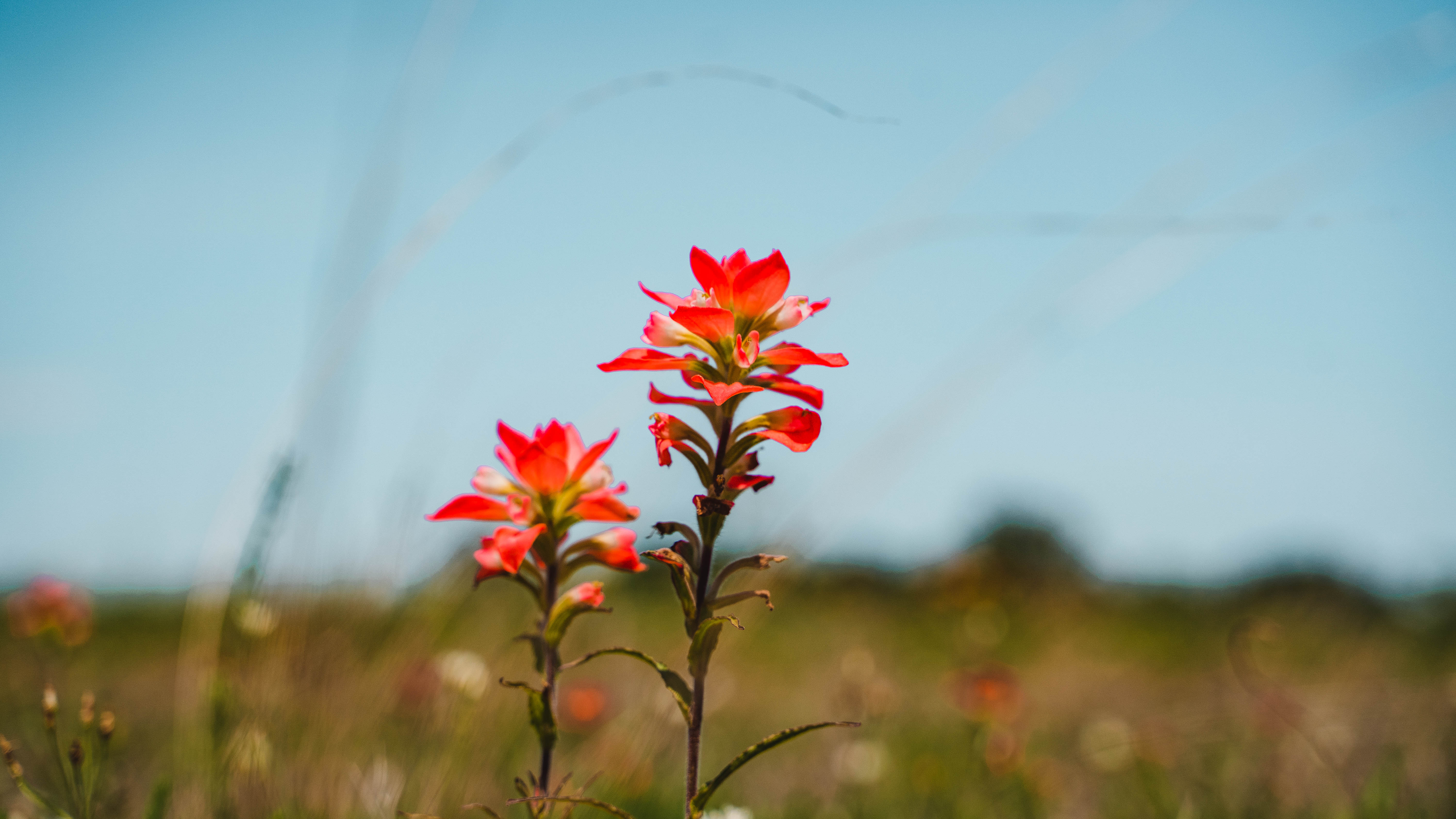 Smith County, Tyler, TX West and Swope Ranches