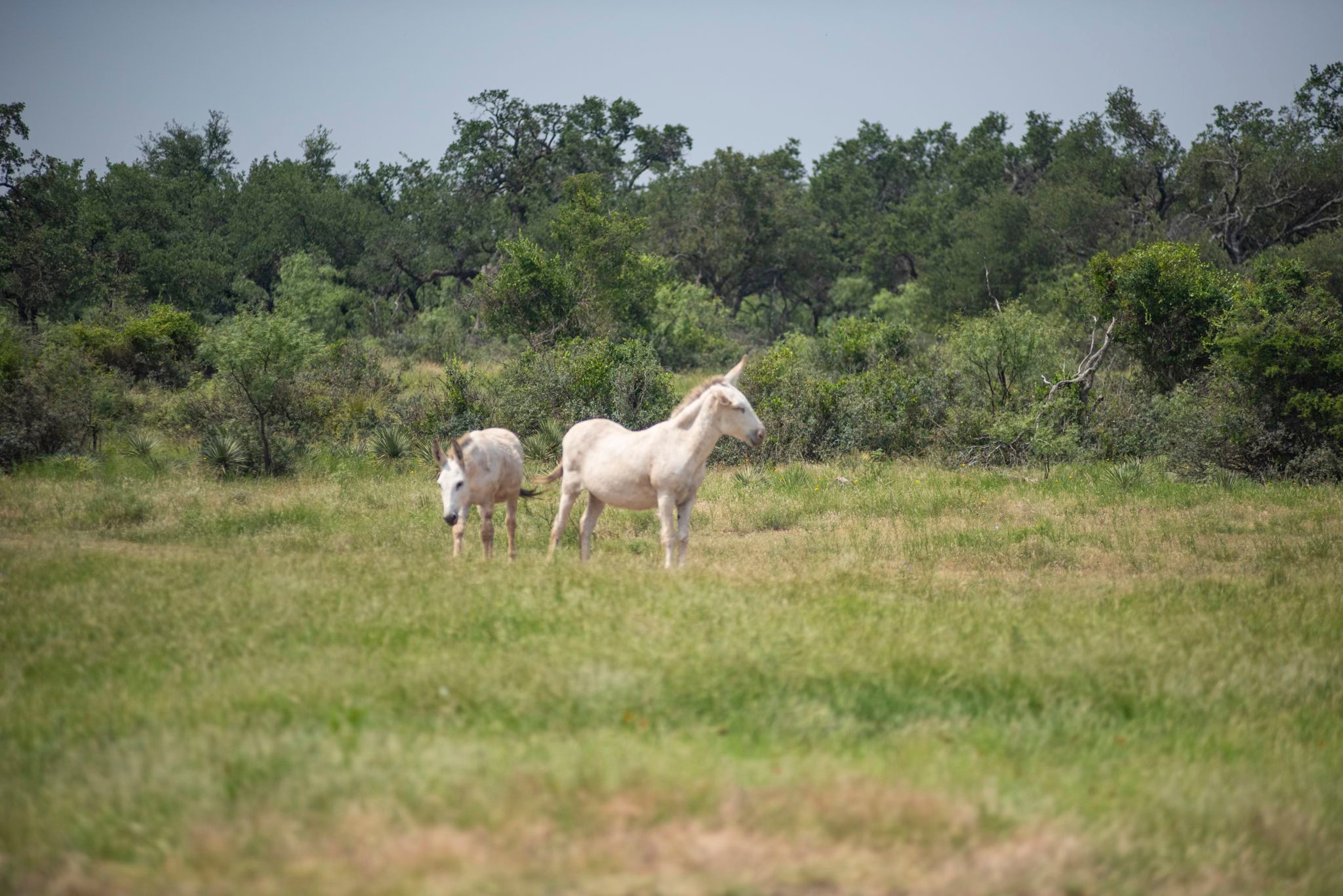4130 Co Road 3326 Eden TX 76837
