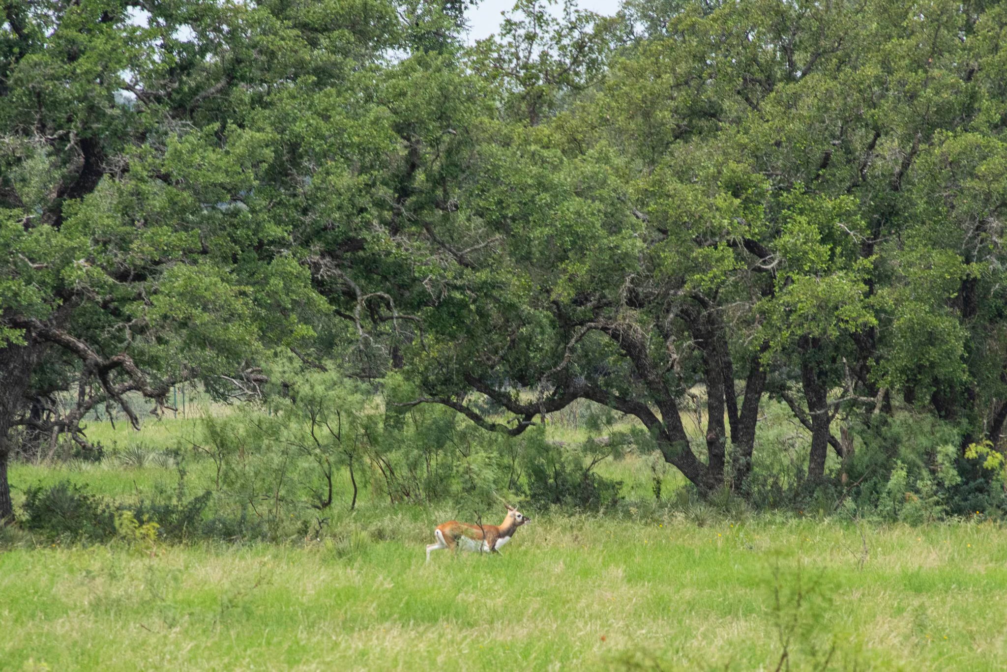 4130 Co Road 3326 Eden TX 76837