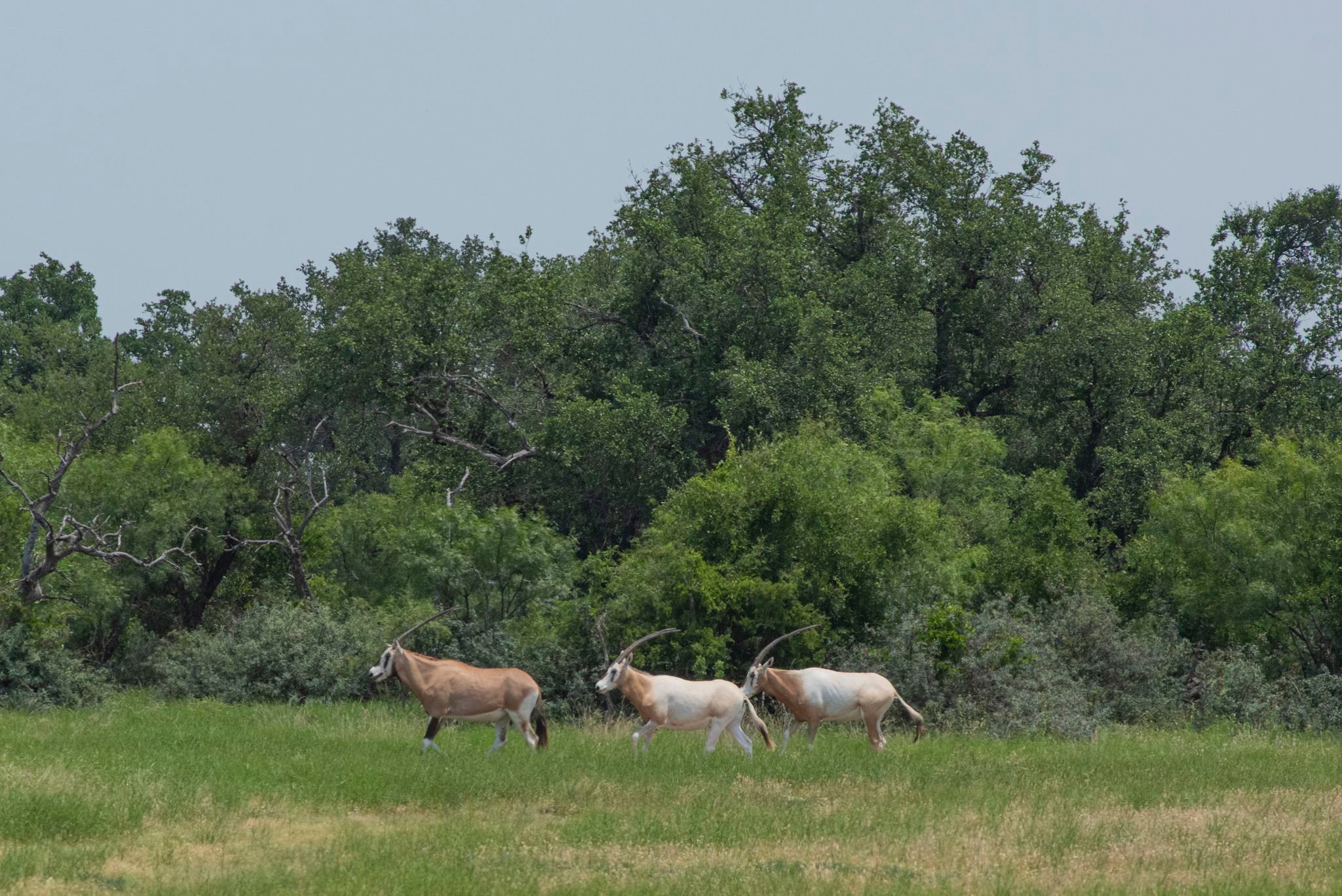 4130 Co Road 3326 Eden TX 76837