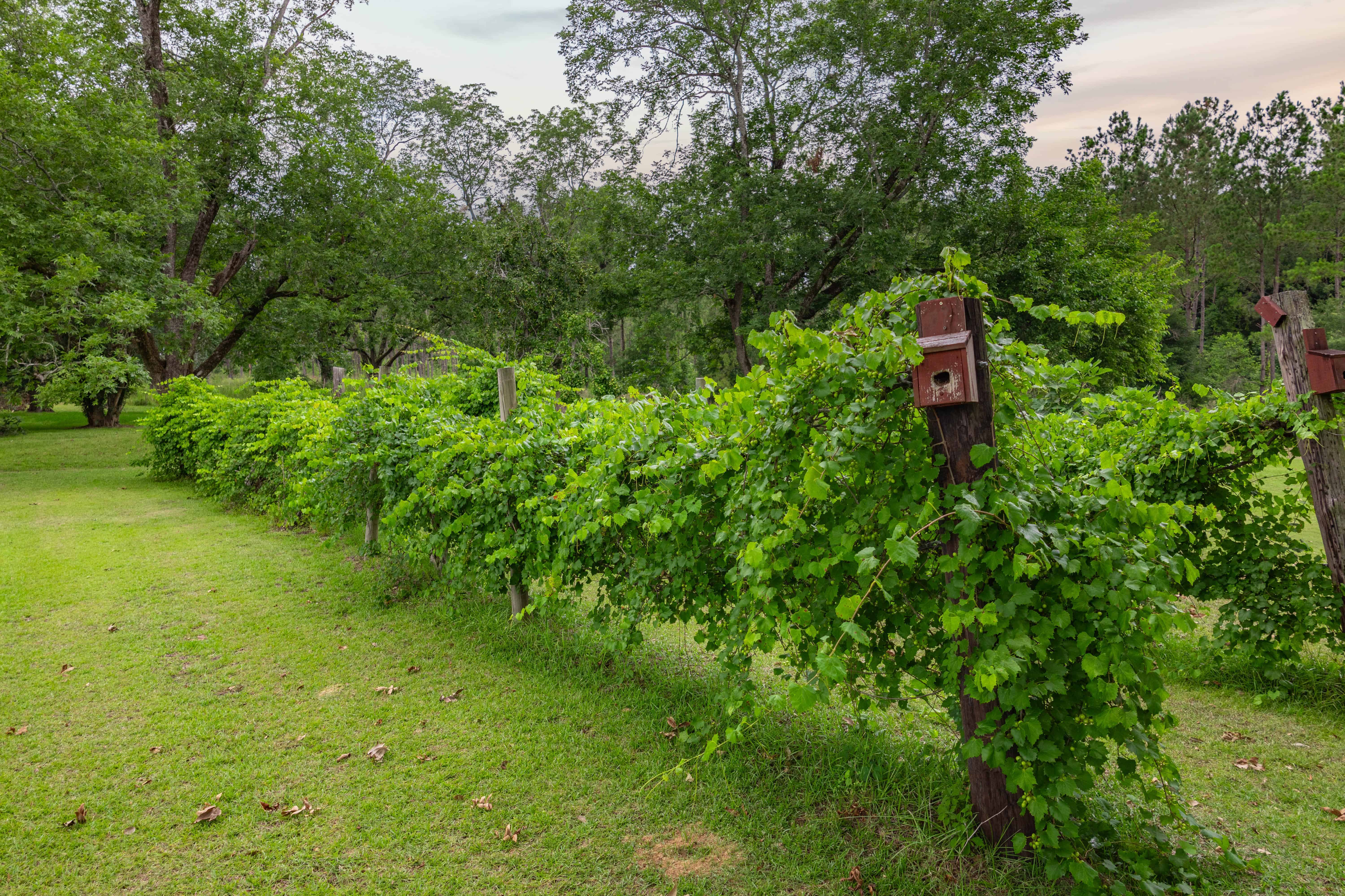 County Road 117 Ariton AL 36311