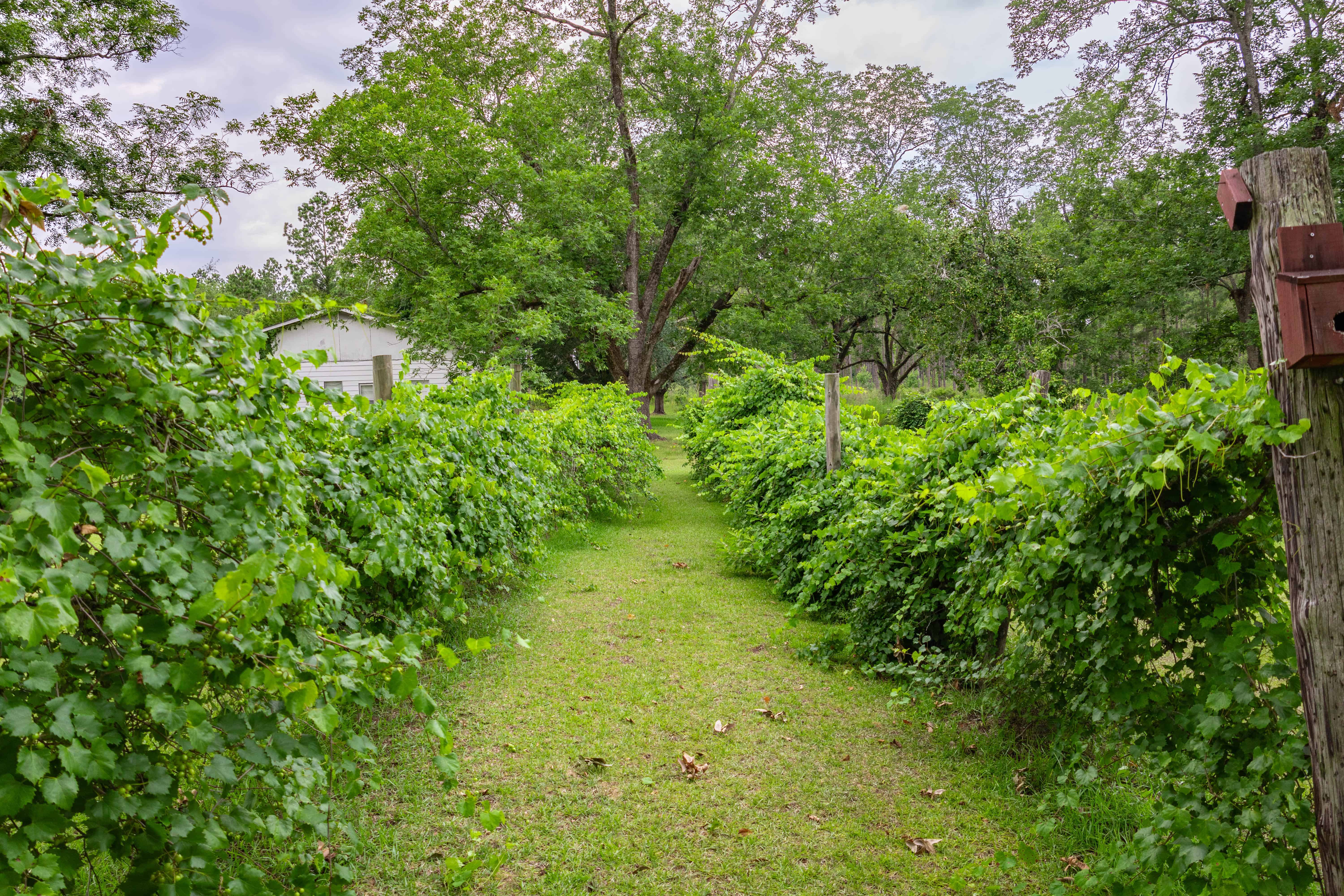 County Road 117 Ariton AL 36311