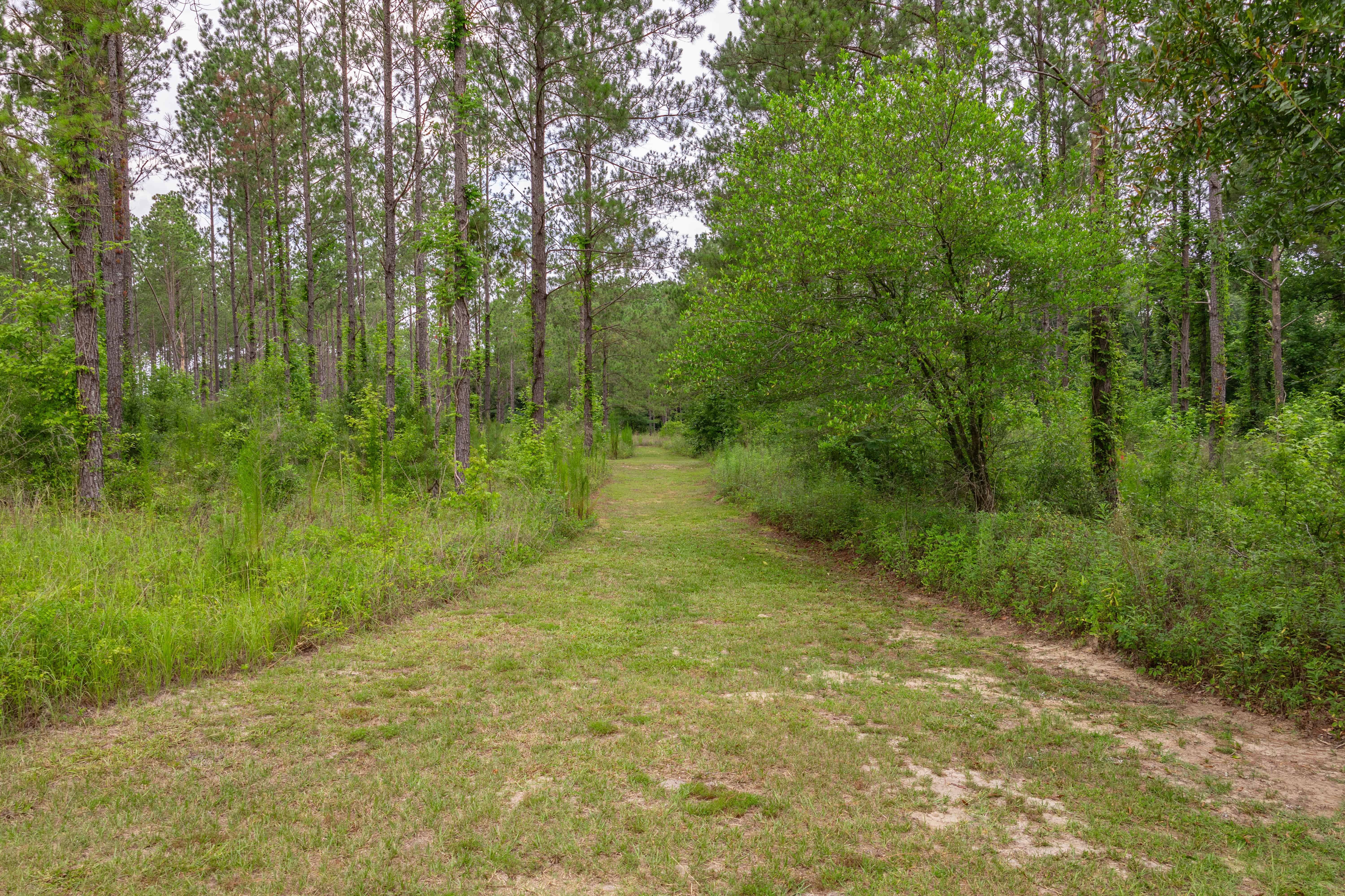 County Road 117 Ariton AL 36311