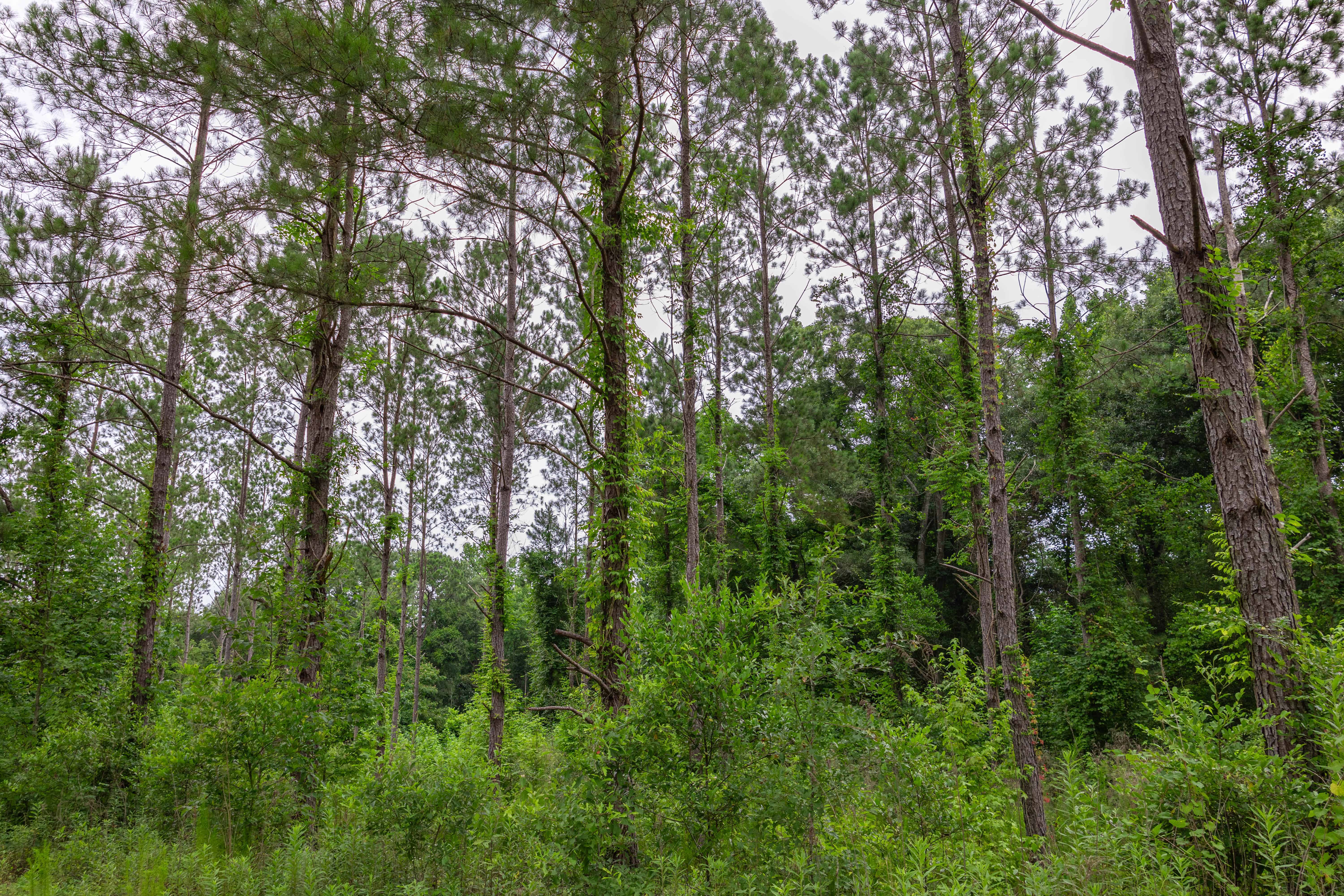 County Road 117 Ariton AL 36311