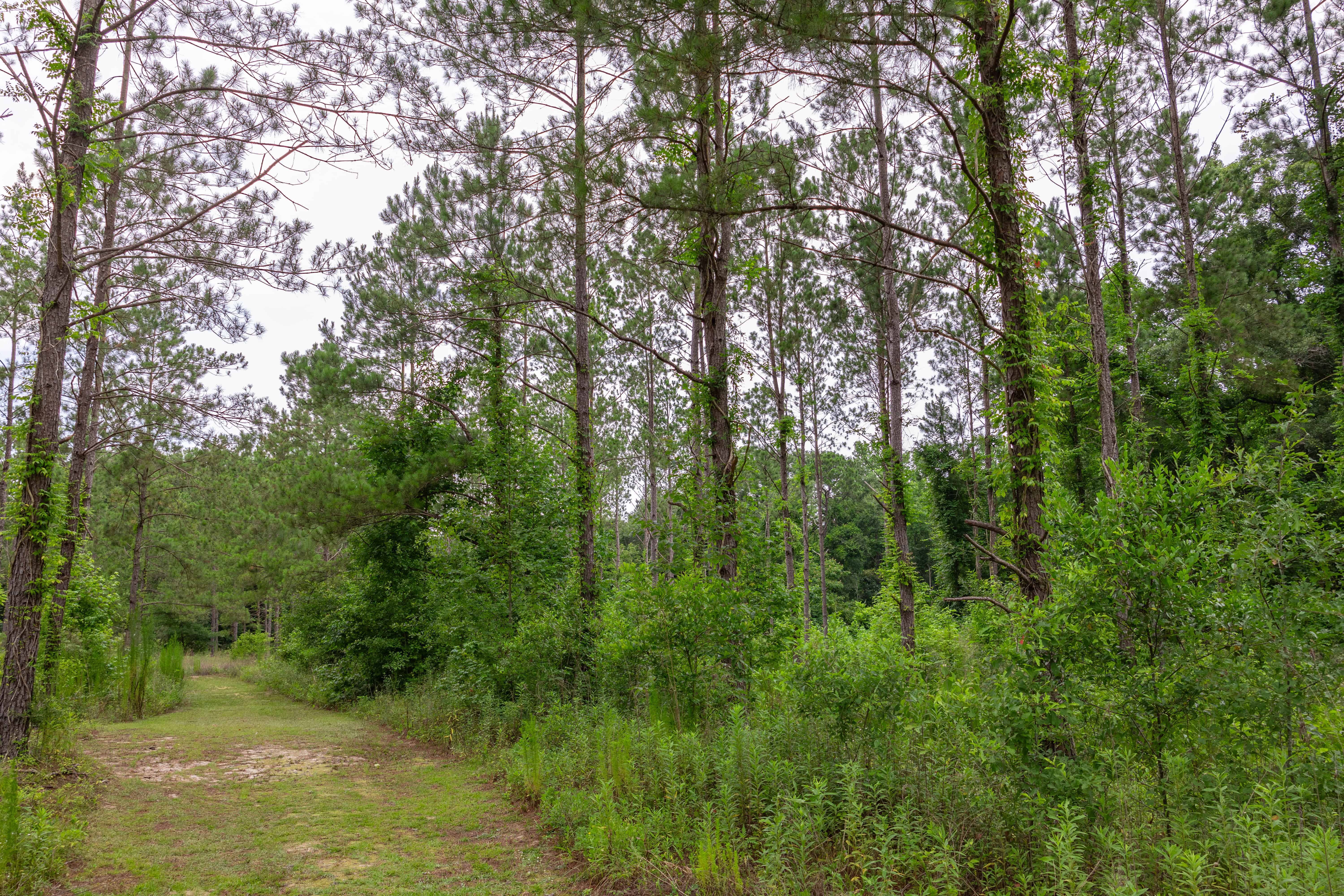 County Road 117 Ariton AL 36311
