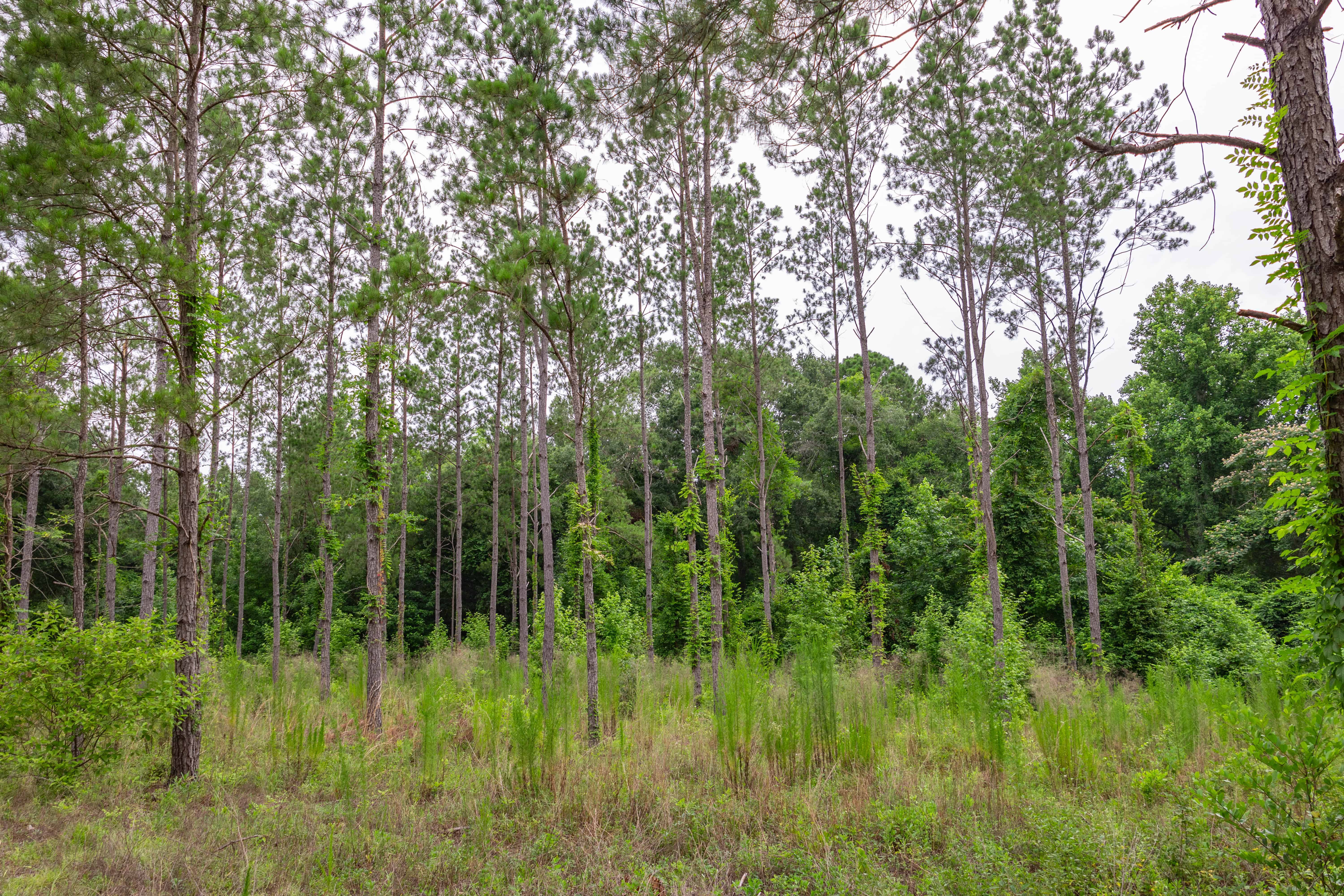 County Road 117 Ariton AL 36311