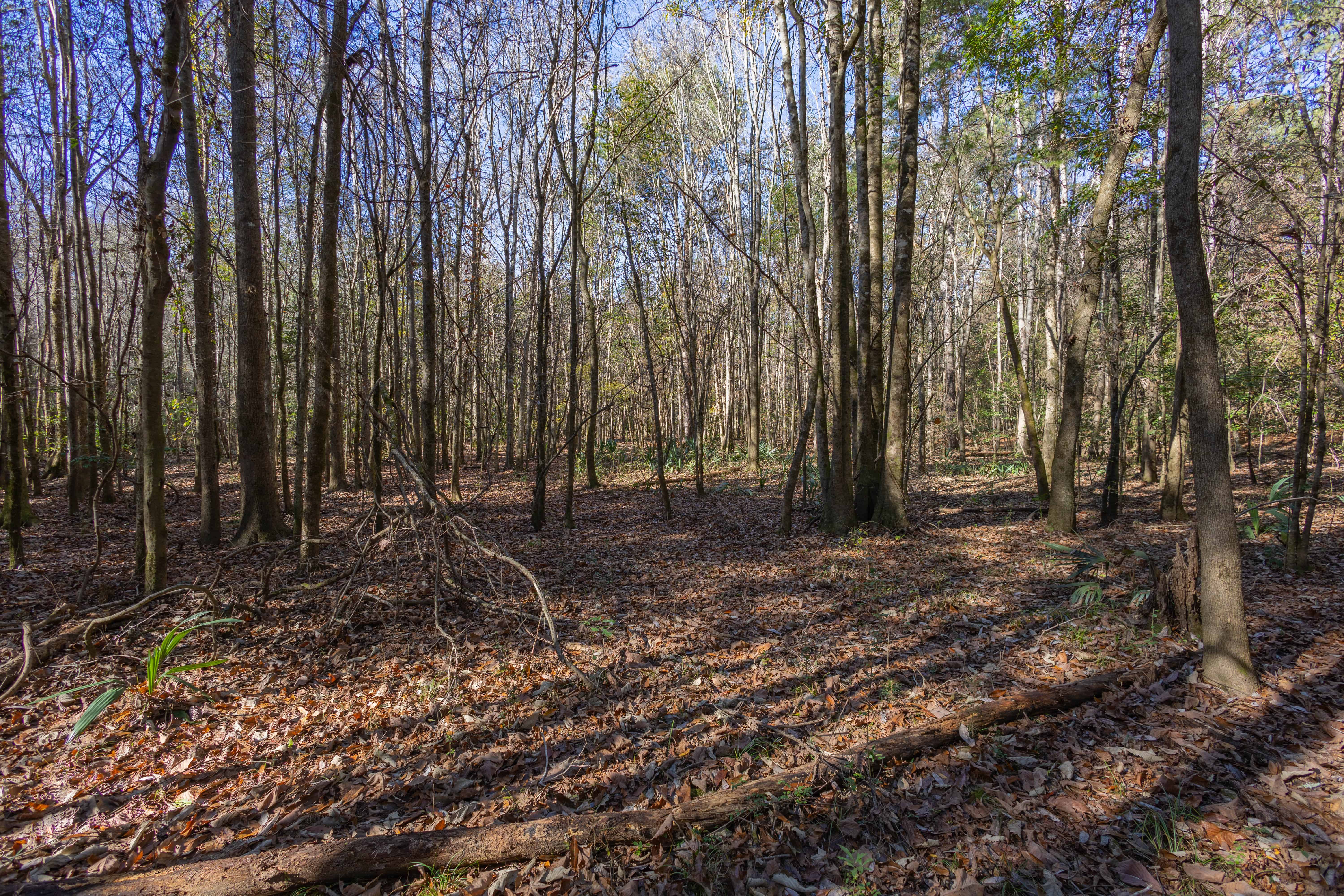 County Road 38 Ozark AL 36360