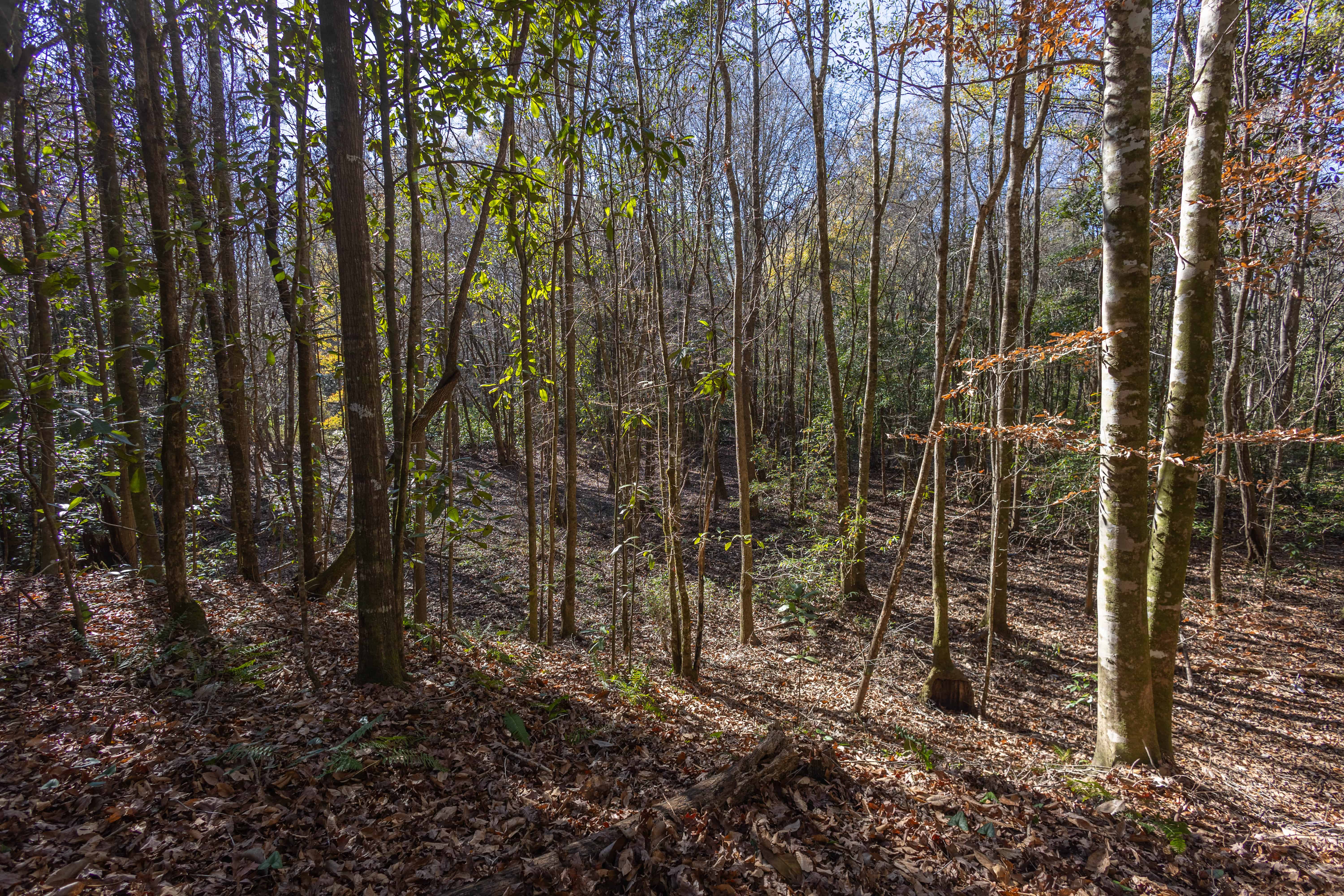 County Road 38 Ozark AL 36360
