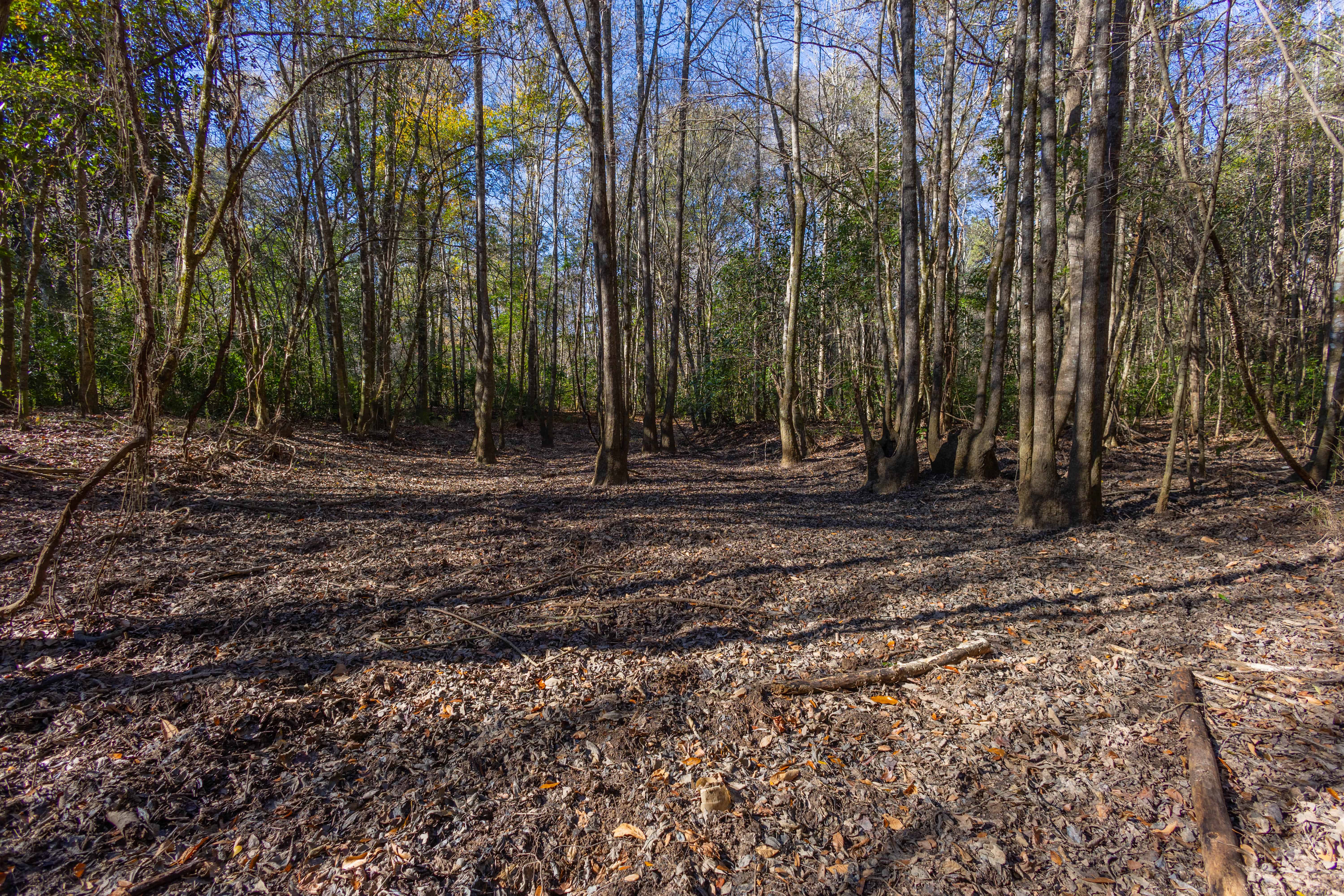 County Road 38 Ozark AL 36360