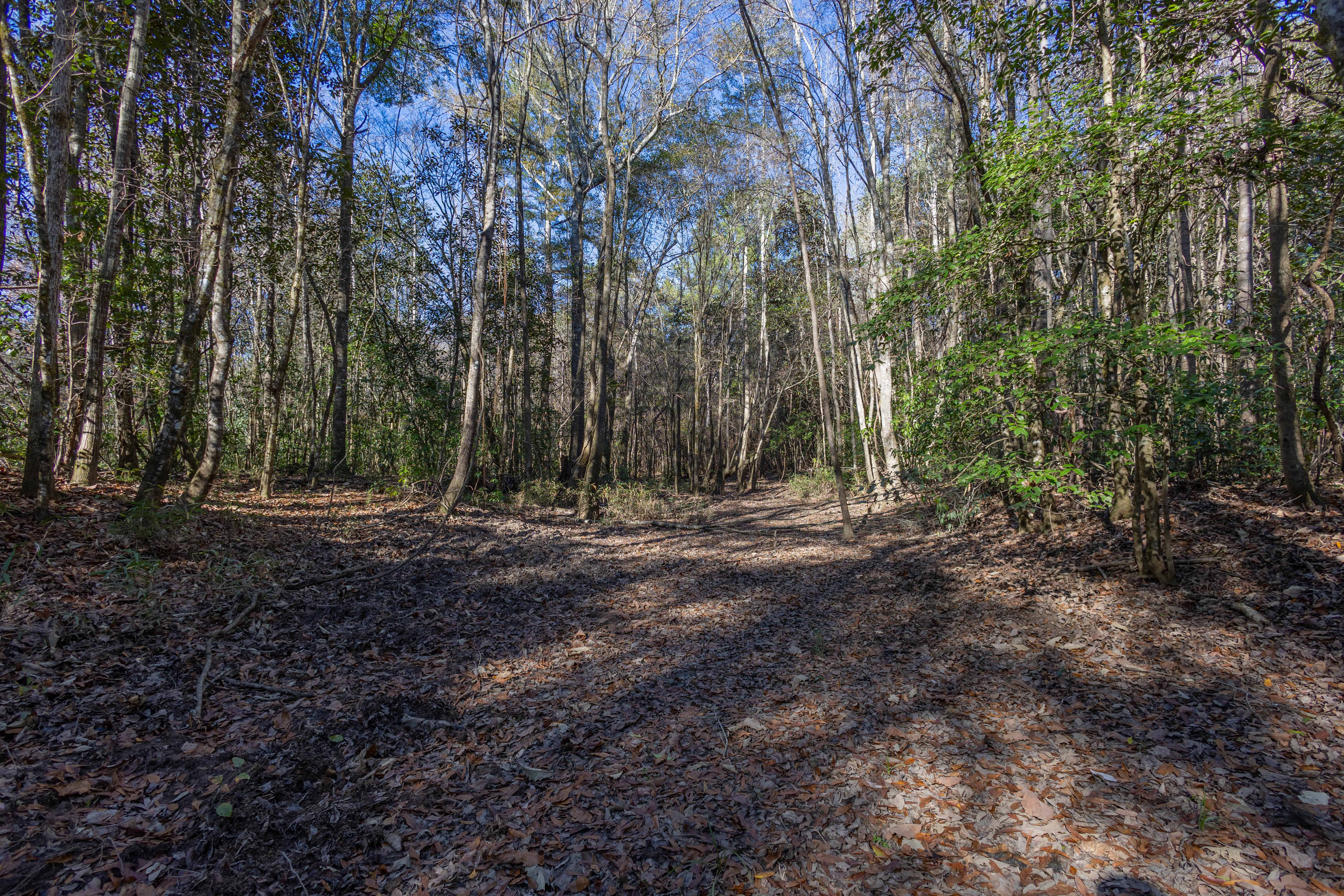 County Road 38 Ozark AL 36360