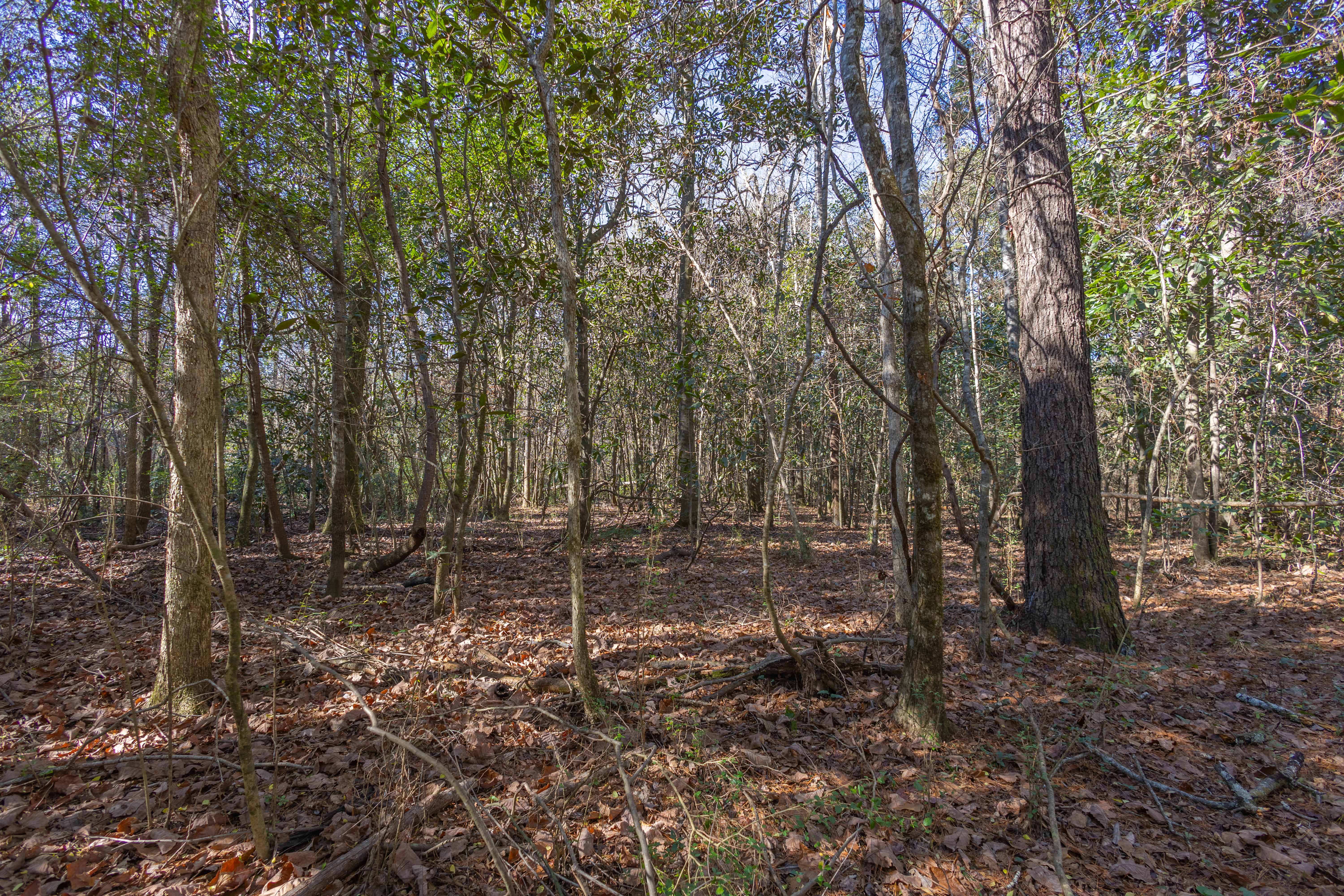County Road 38 Ozark AL 36360