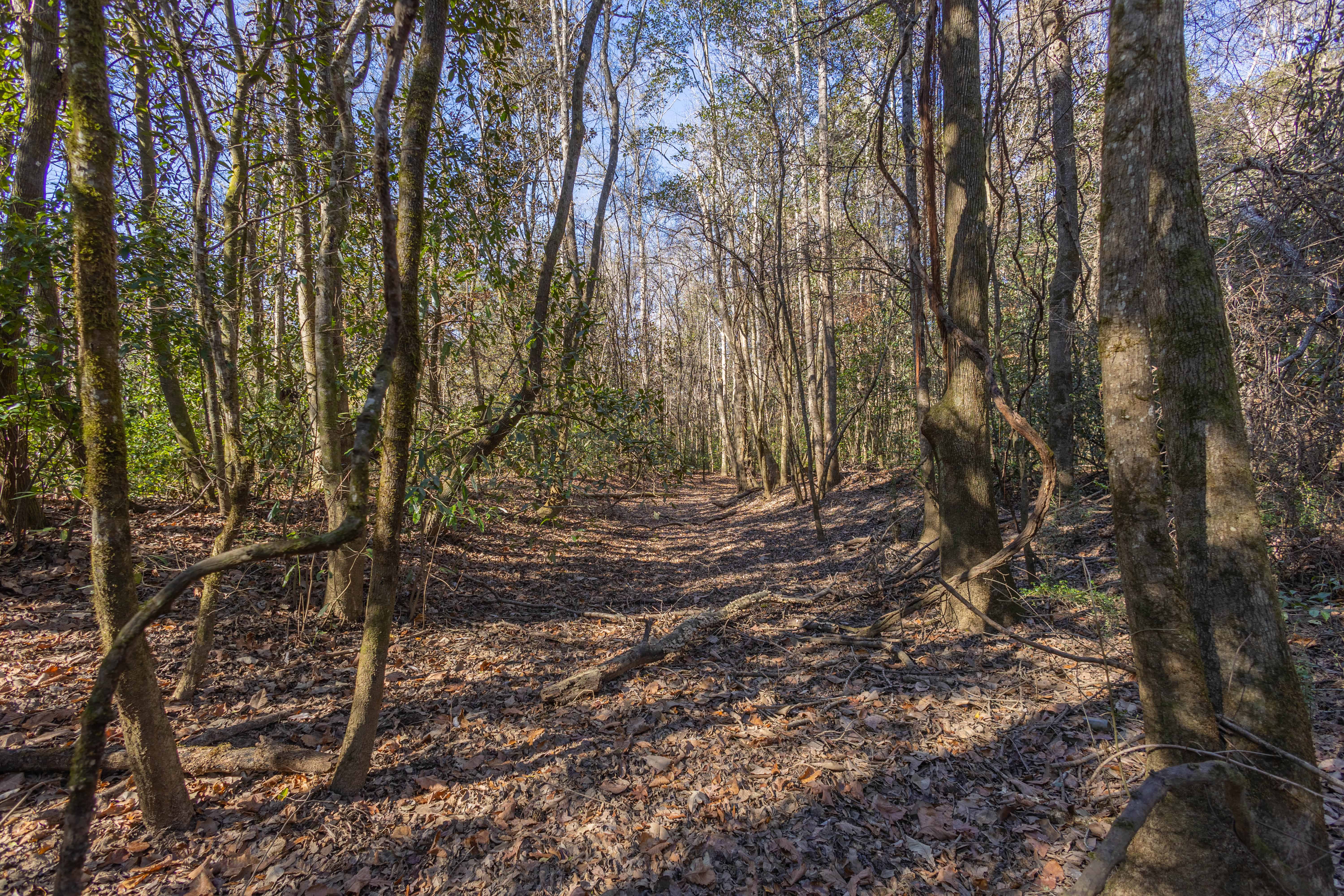 County Road 38 Ozark AL 36360