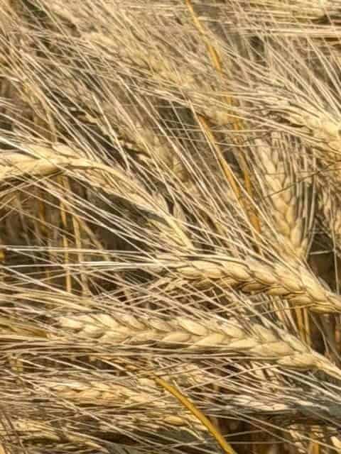 Tilley Alberta AB T0J 3K0