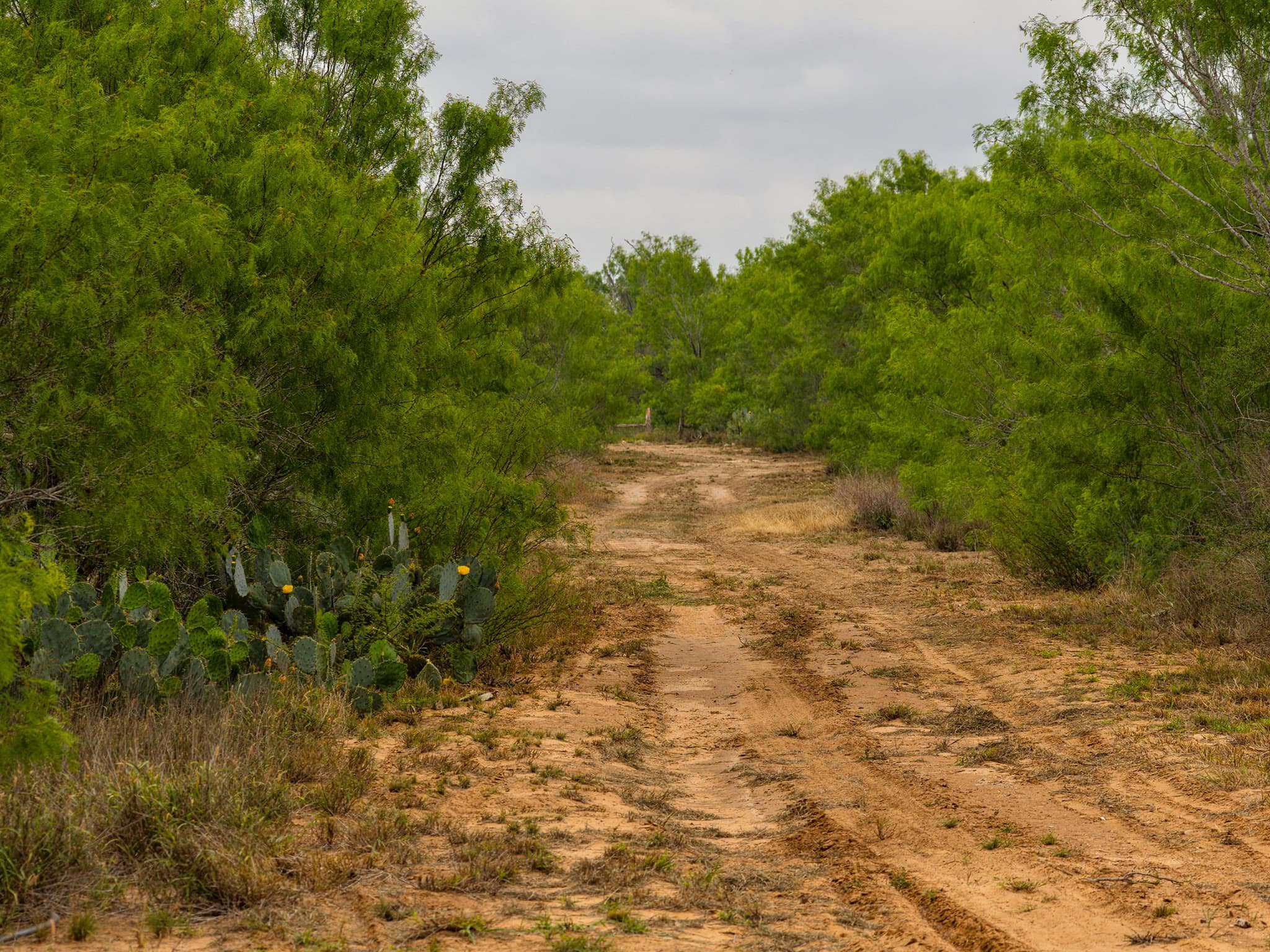 Pearsall TX 78061