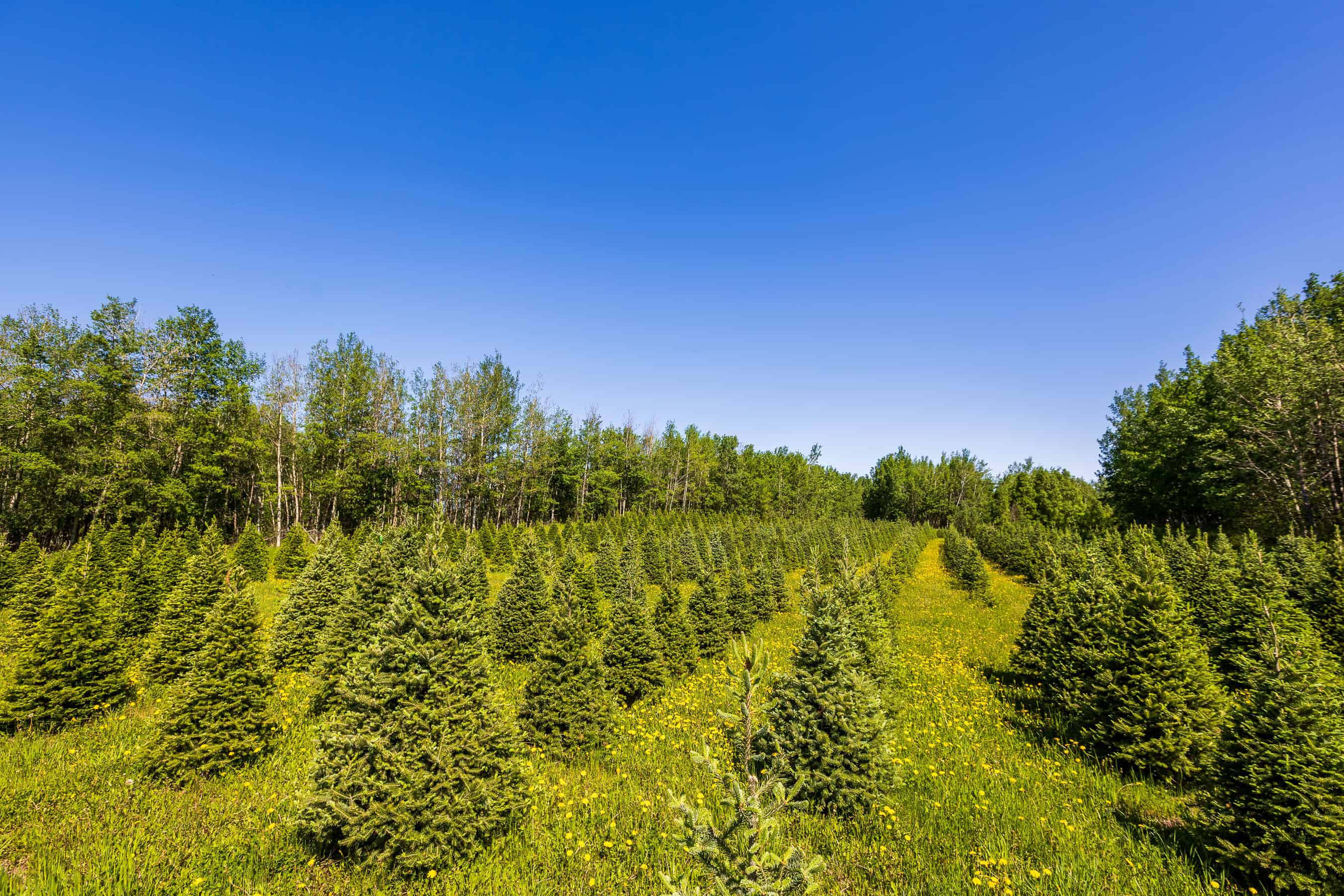 Rr 272, County Of Wetaskiwin No 10, Ne-10-45-27 W4 Leduc AB