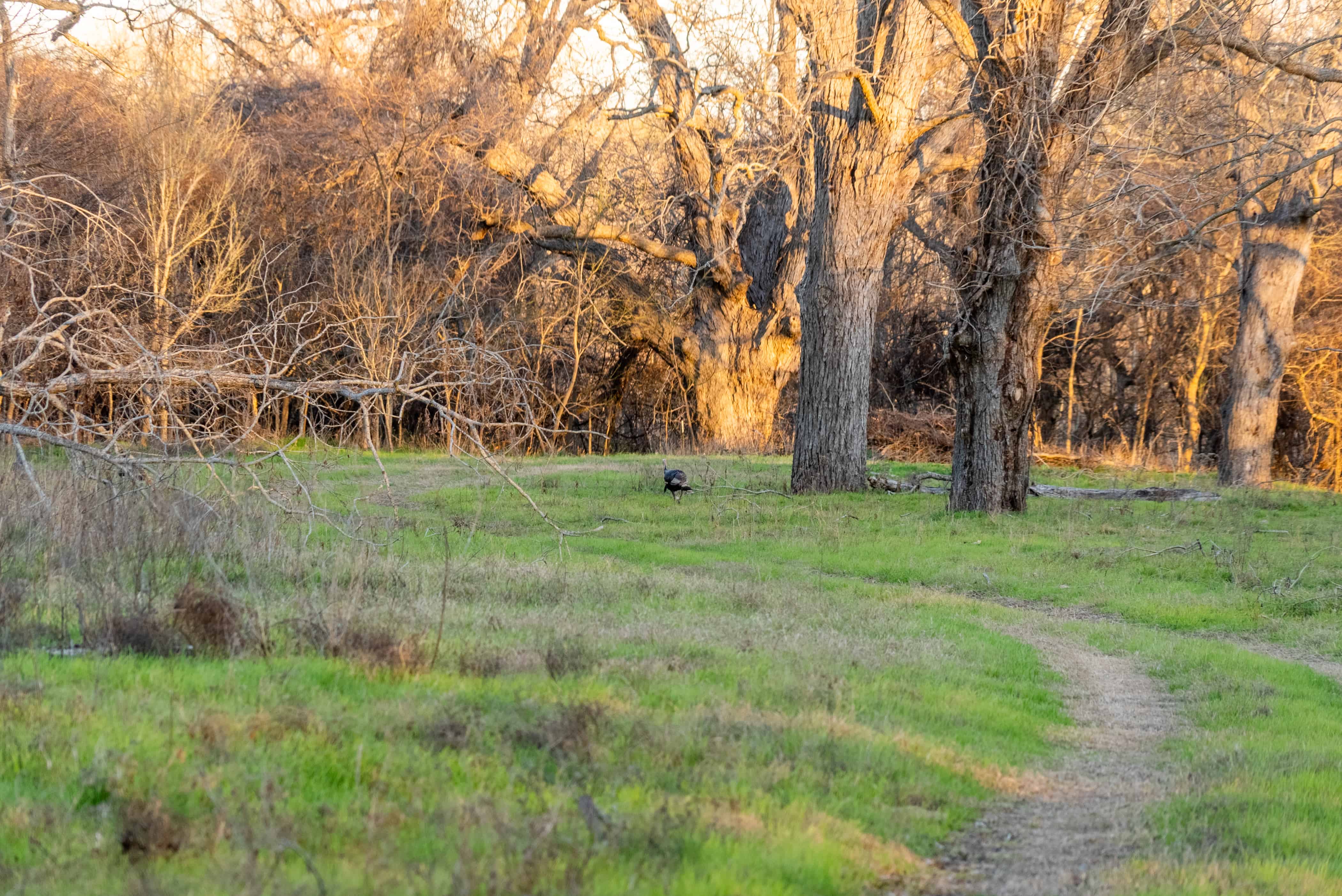 Prime Guadalupe River Frontage Stunning 184+/ Acre Ranch near Seguin, TX