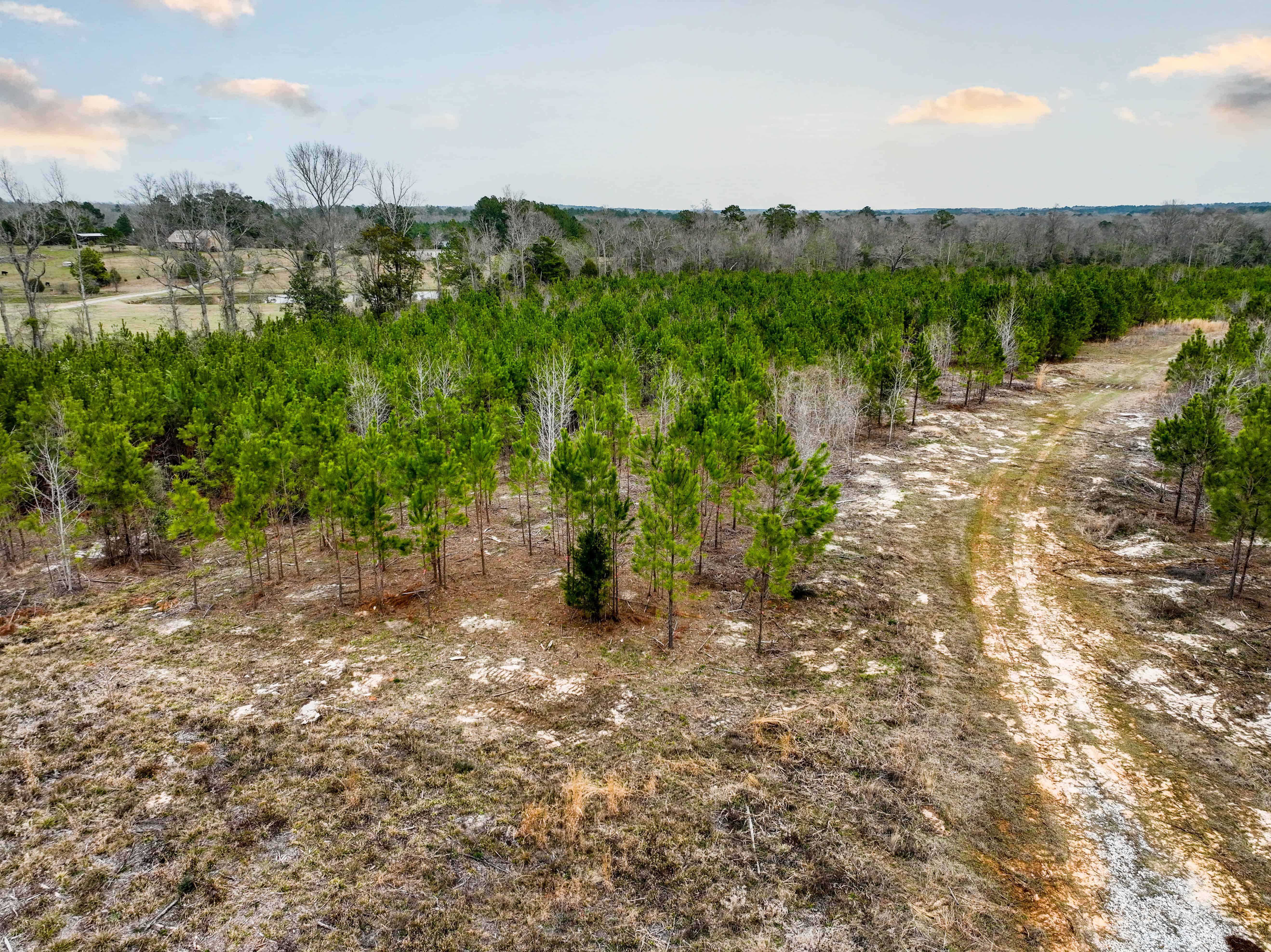 Highway 167 Jack AL 36346