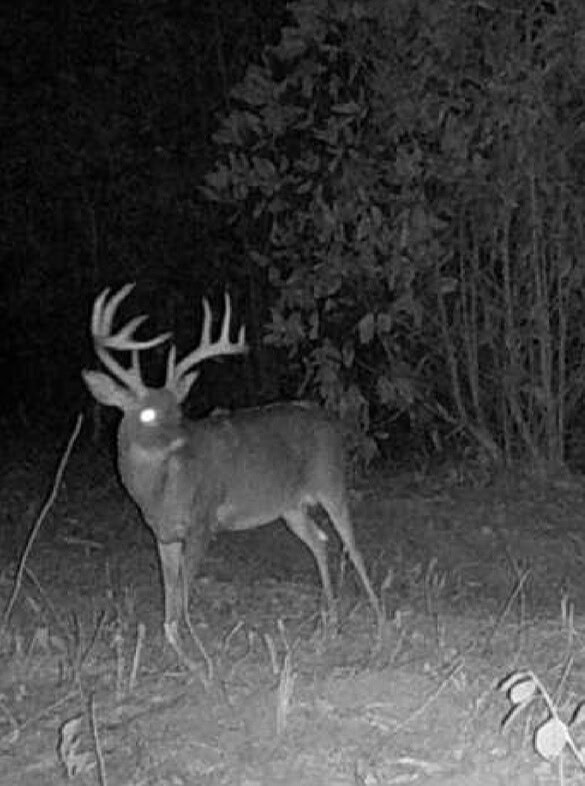 Highway 167 Jack AL 36346