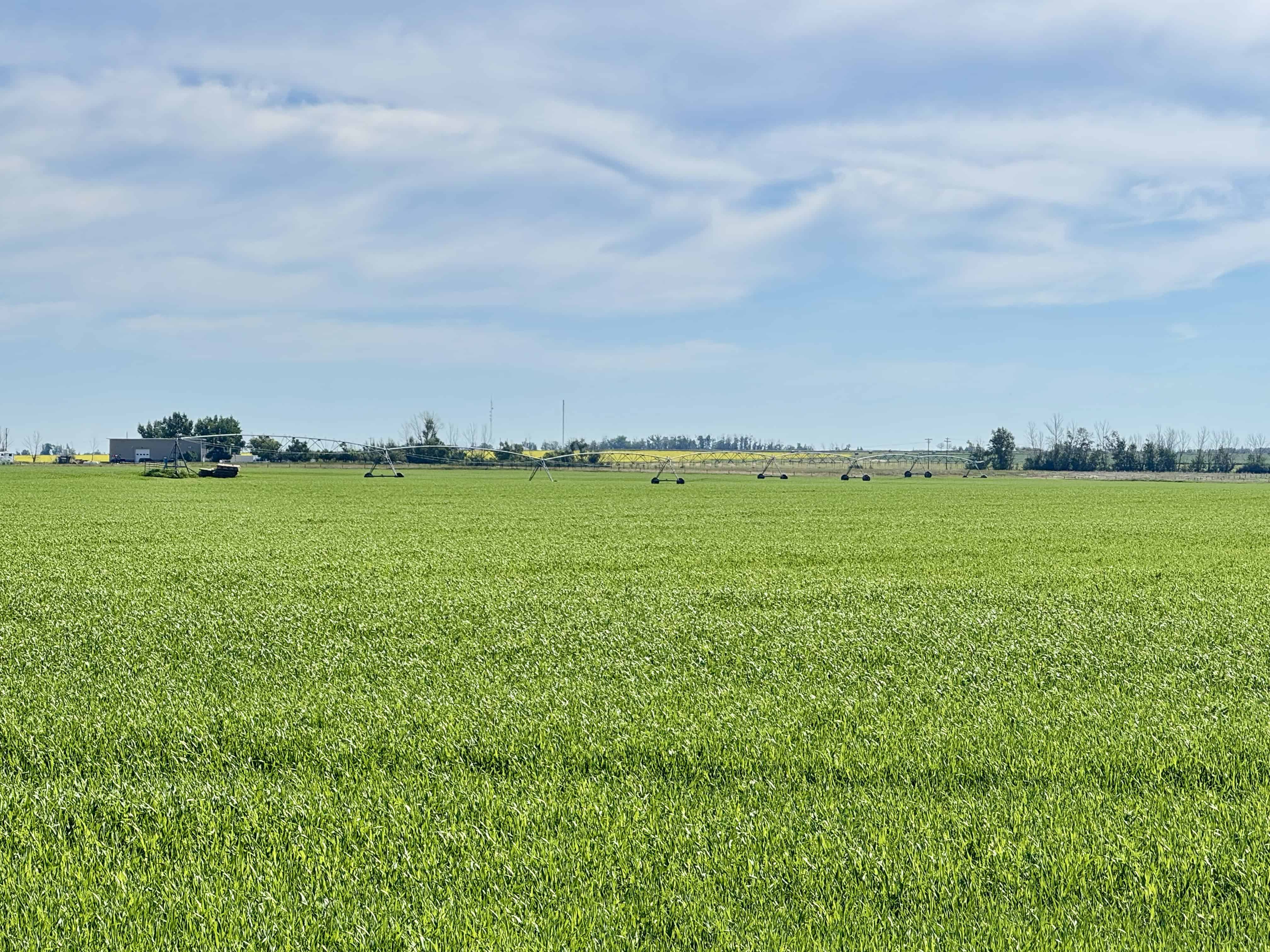 211184 Rg Road 154 Rosemary AB